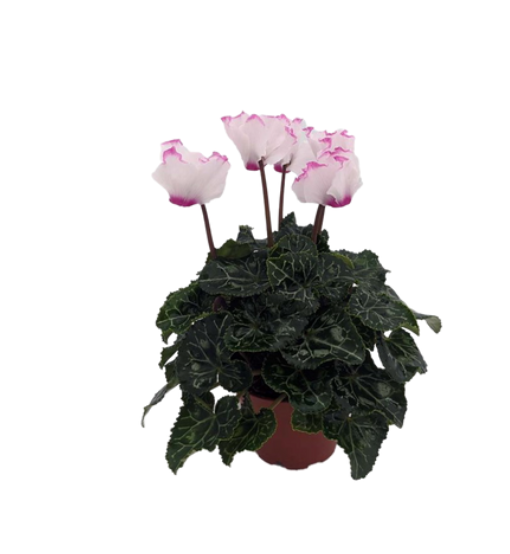 Variegated Pink Cyclamen