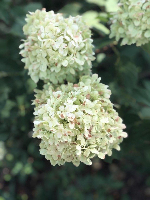 The Easy Way to Dry or Preserve Limelight Hydrangea Blossoms
