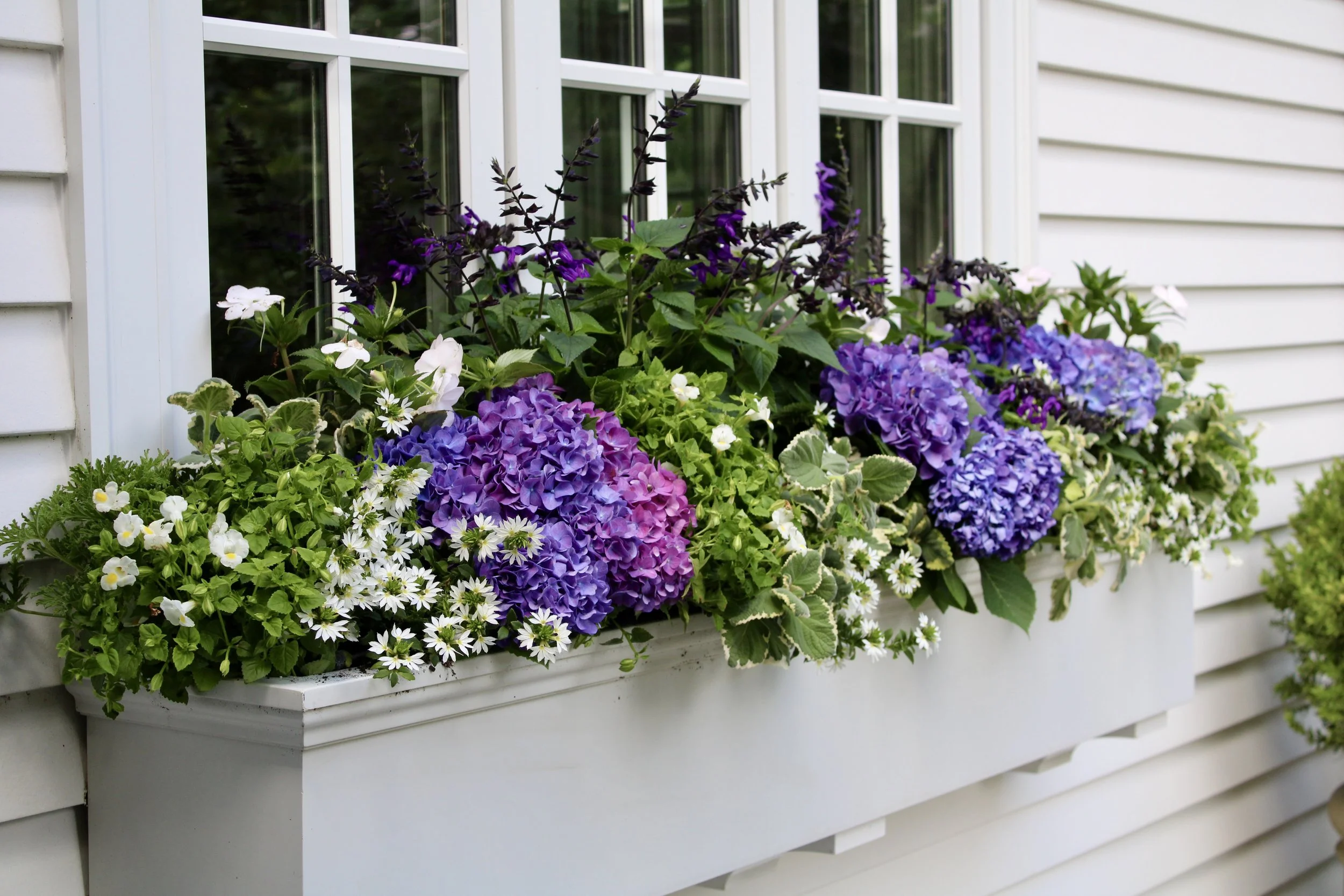 Carmen’s Guide to Your Best Window Box — Carmen Johnston Gardens