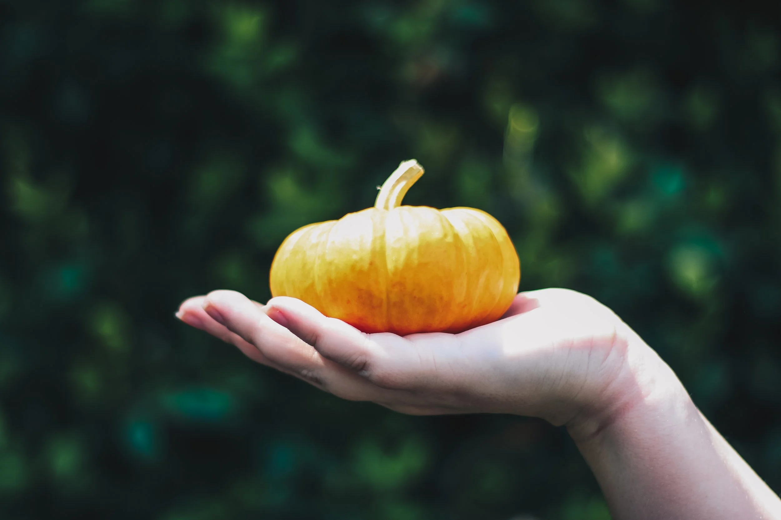 Tips for Preserving Your Pumpkins — Carmen Johnston Gardens