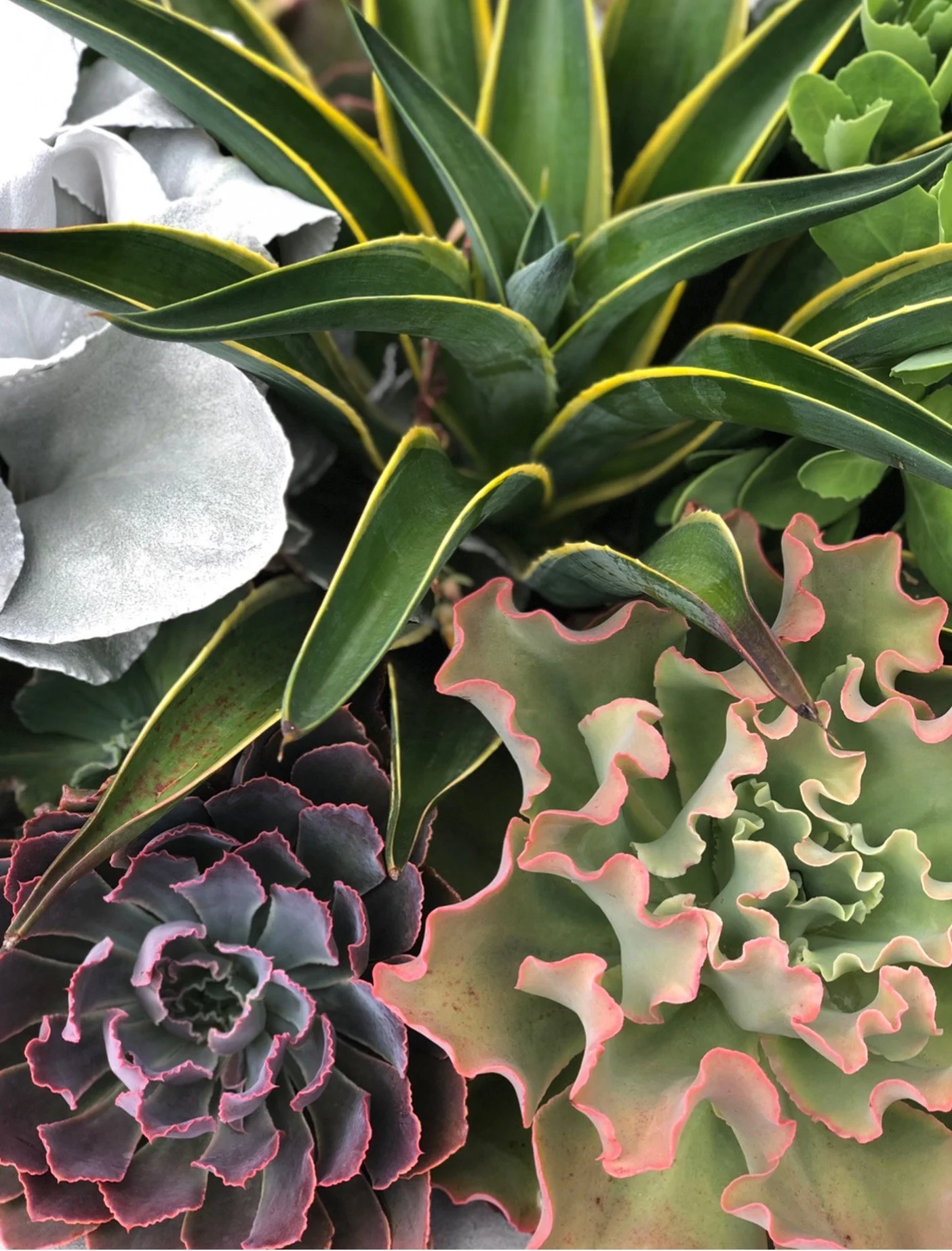 Tips for Pretty Summer Planters Plus the Perfect Plants for Full Sun