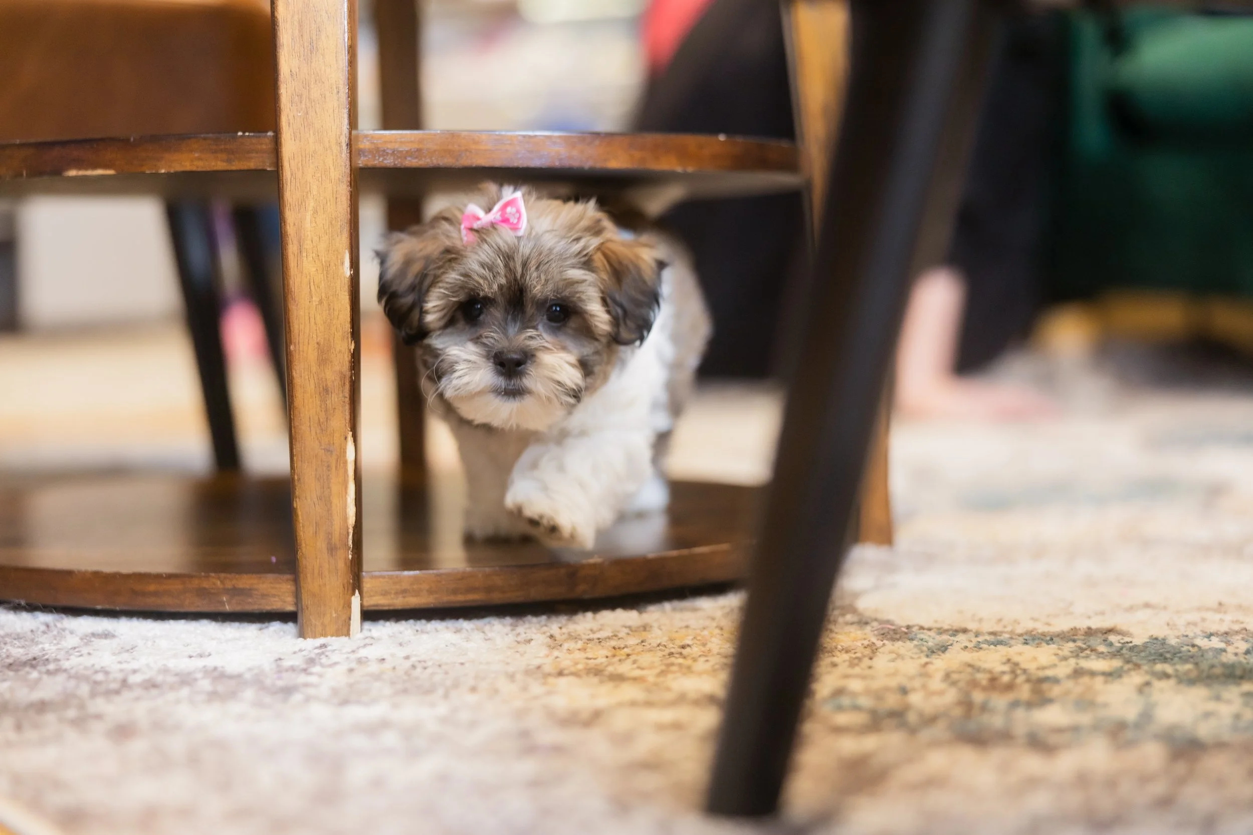Therapy dog in Sioux Falls