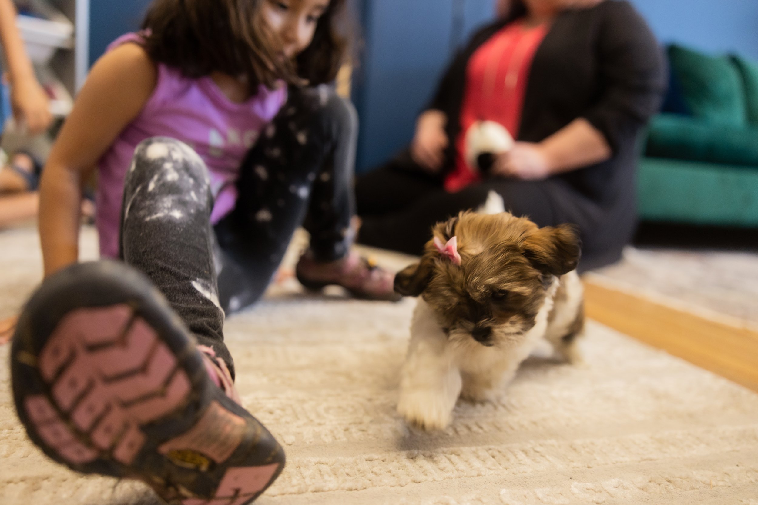 Therapy dogs in Sioux Falls