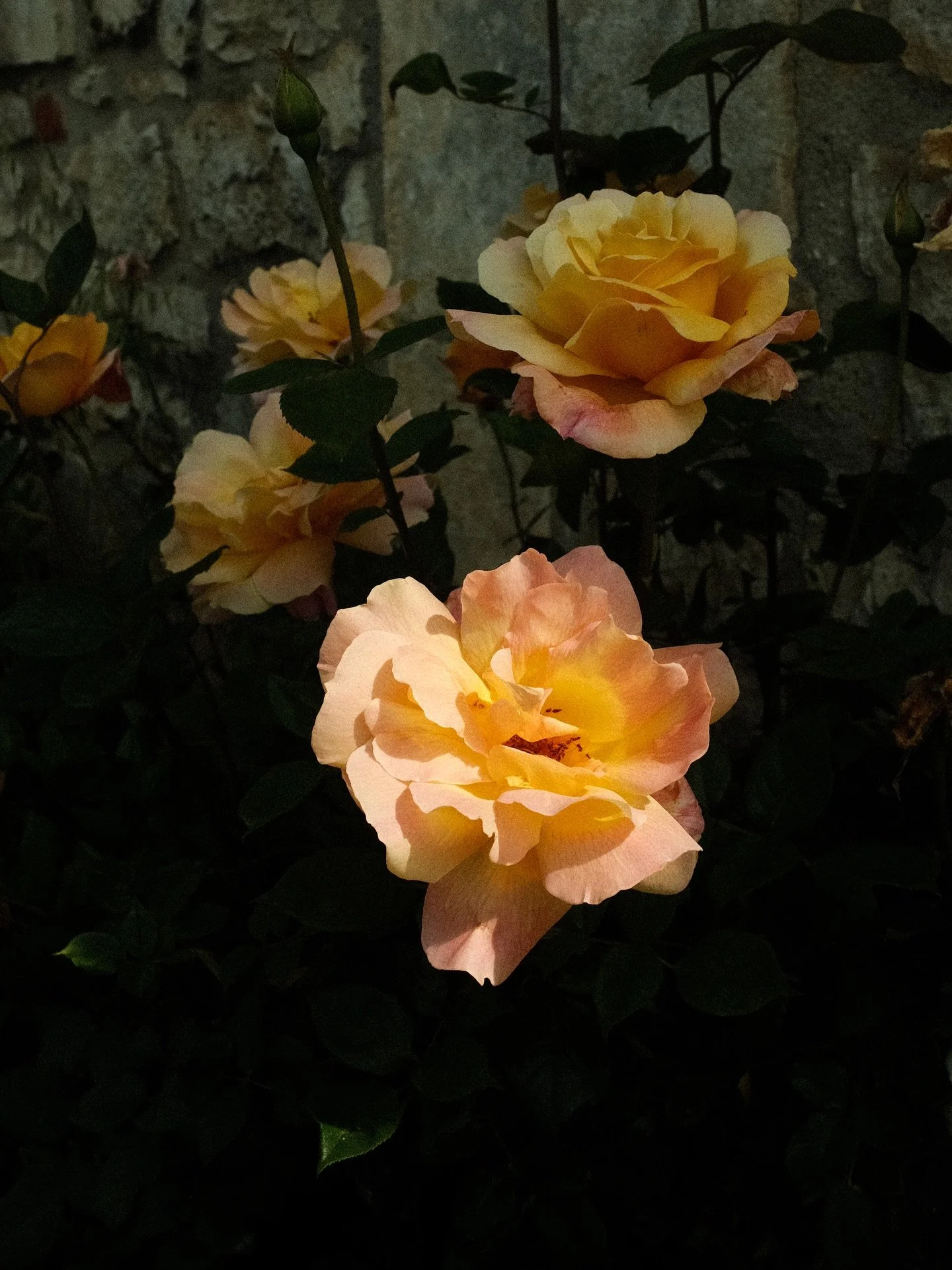Royaume fleuri
#perigord #natures_moods #slowlifestyle #naturephotography