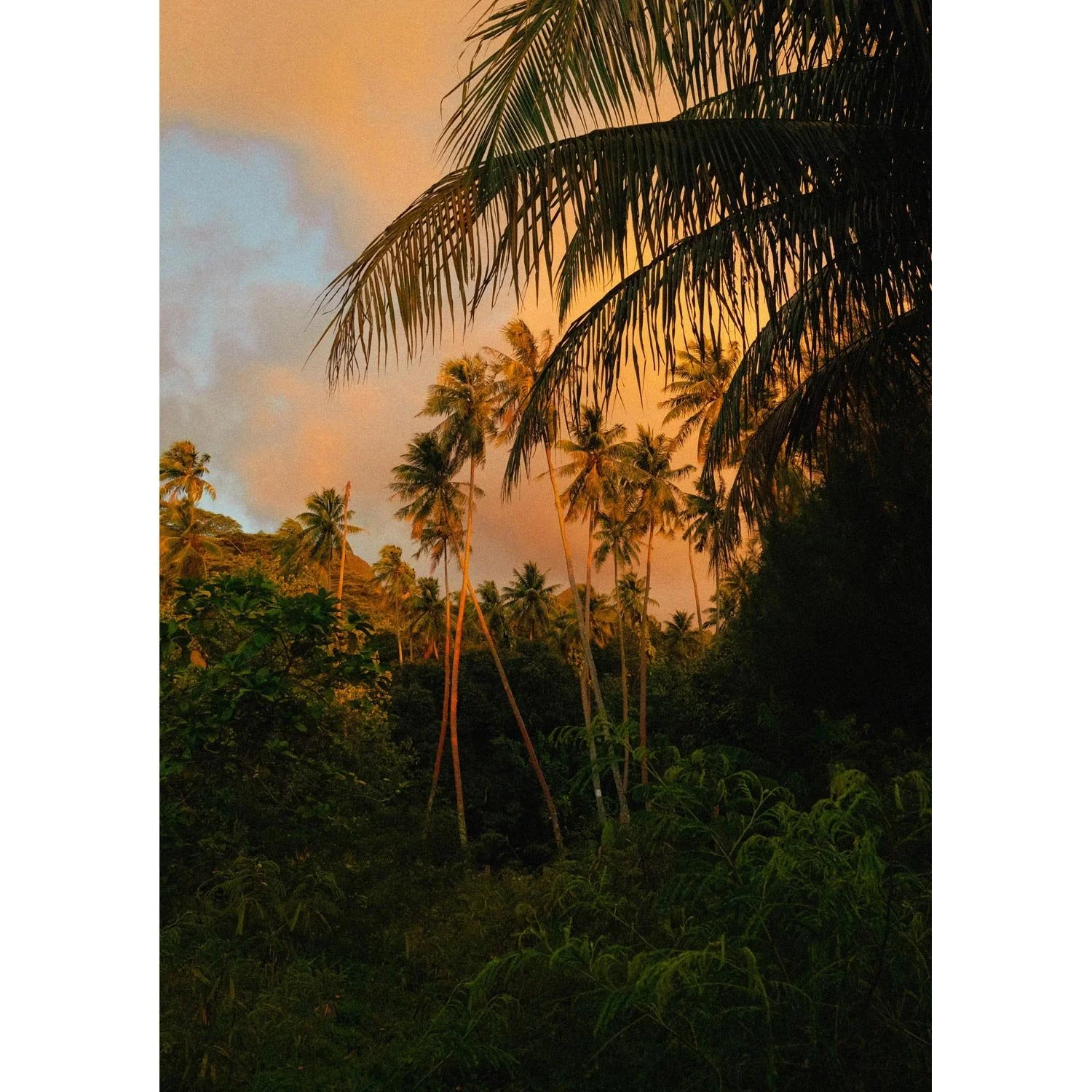 Éventail tropical