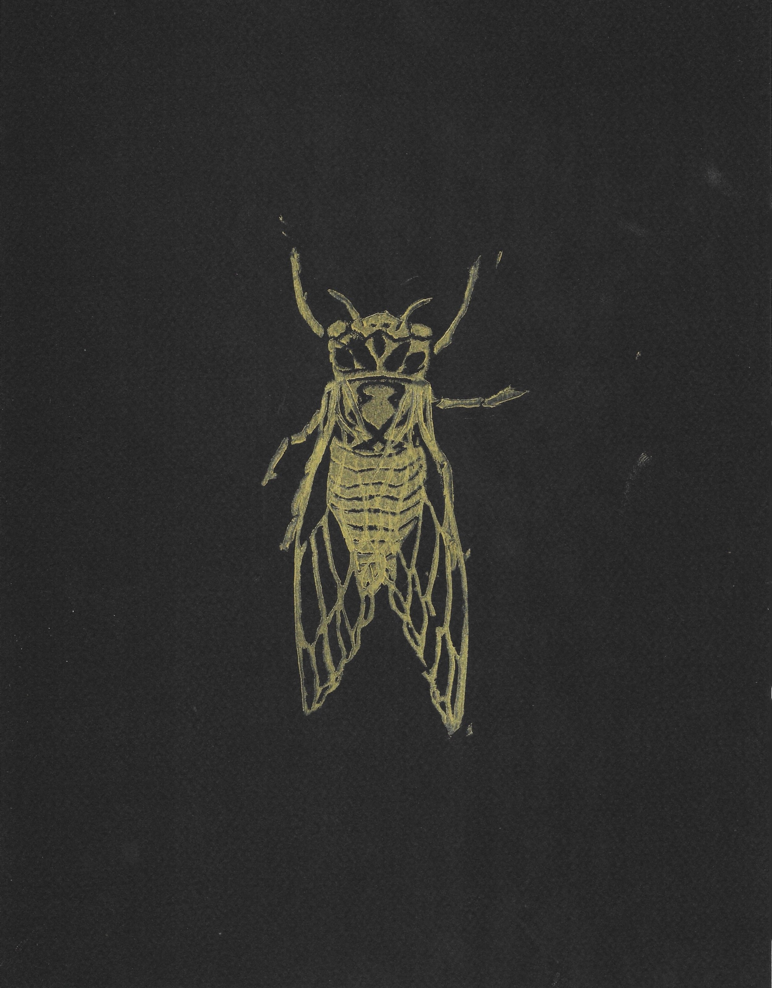 Cicada Specimen Print (Wings closed)
