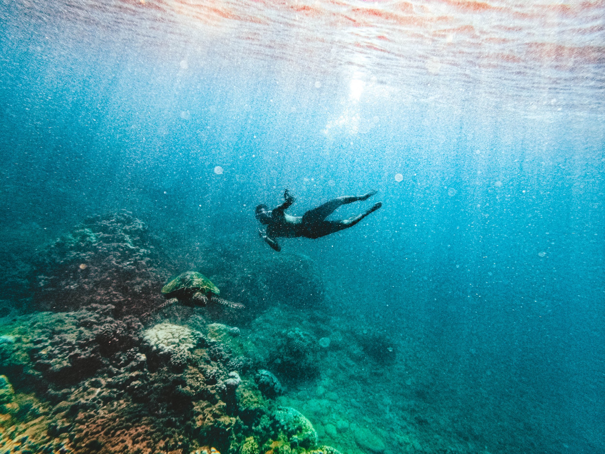 Swim with Sea Turtles for Free at Honokeana Bay in Maui