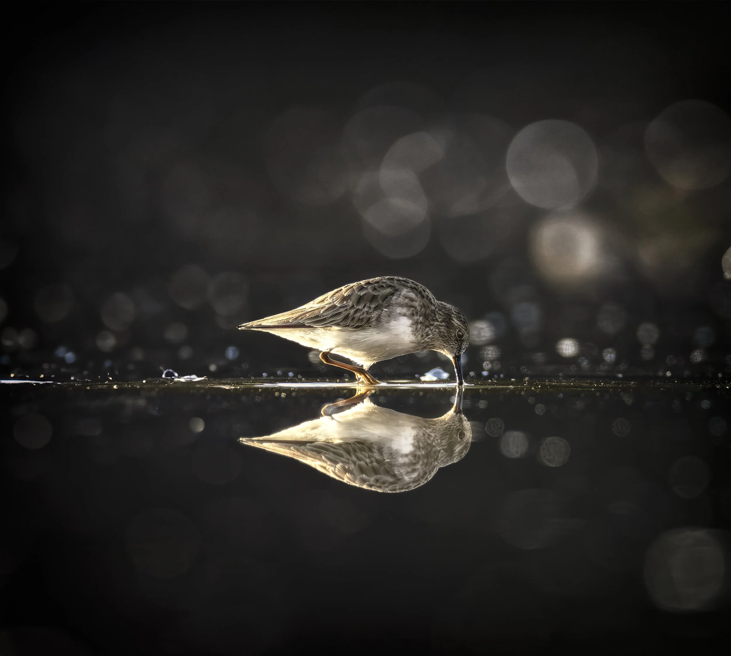 A small bird standing near water, its reflection visible on the surface.