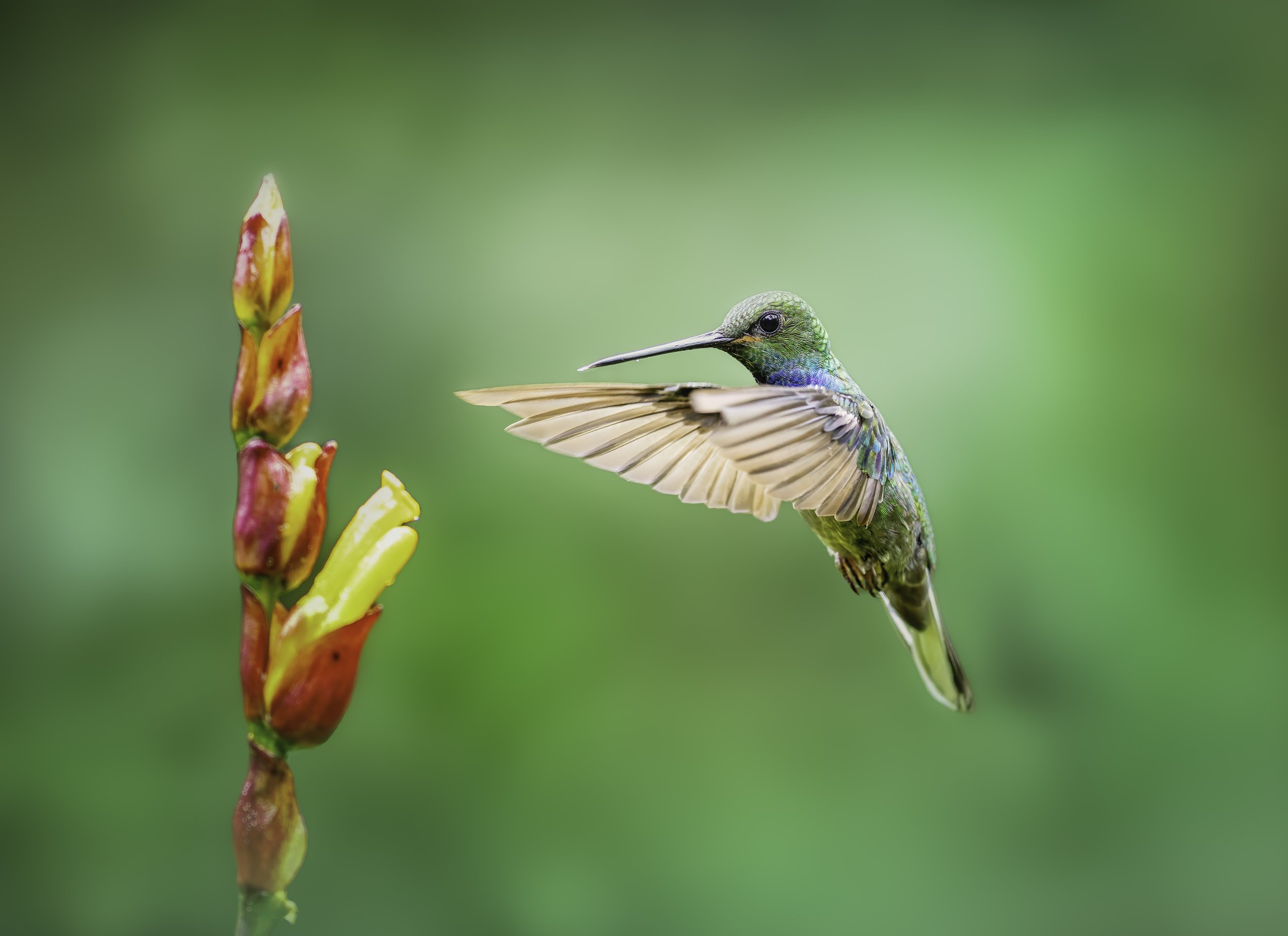 Hummingbird flying near a red and yellow flower stalk with a blurred green background.