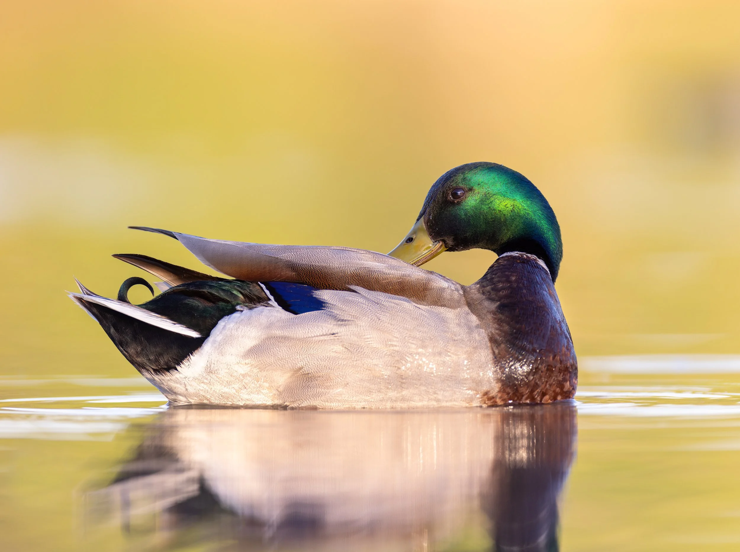 _P7A4709-Edit.jpg