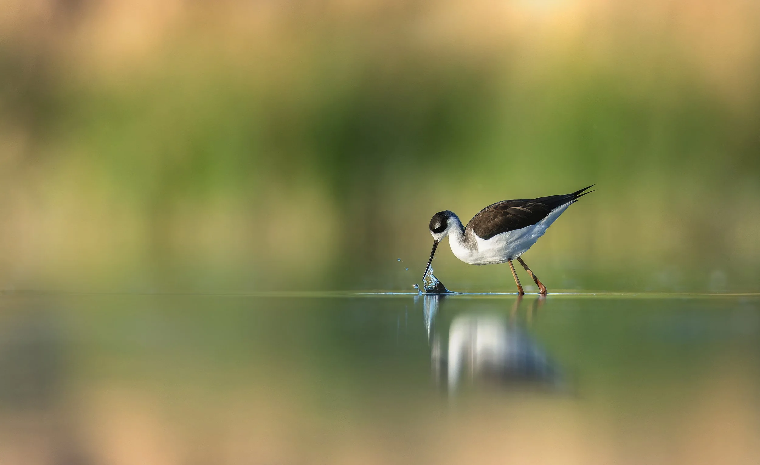 Back to Basics: Keeping Photography Simple in a Fast-Paced World