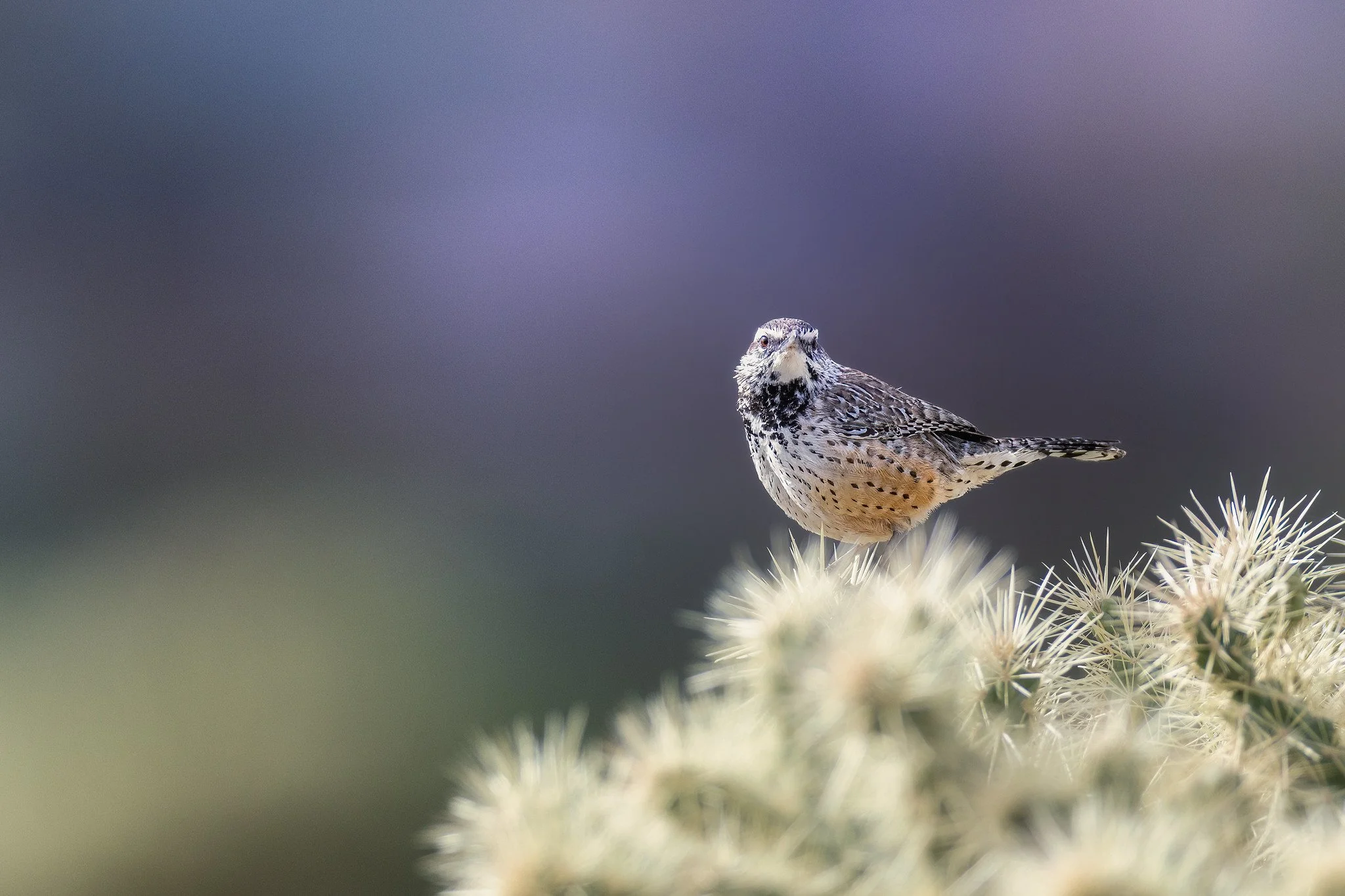 020A4054-Edit-Edit.jpg