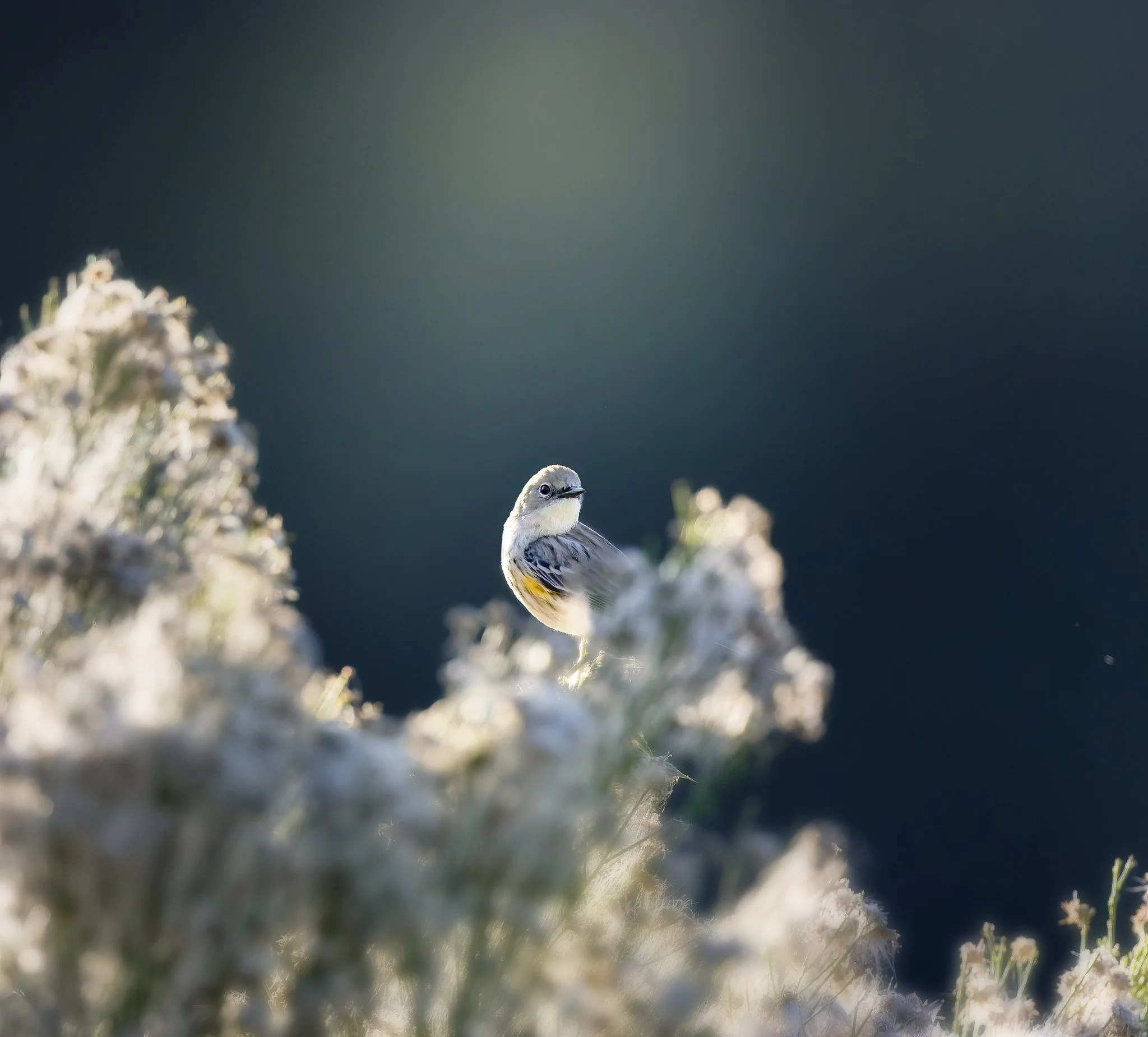 020A3114-DxO_DeepPRIME 3-Edit-Edit.jpg