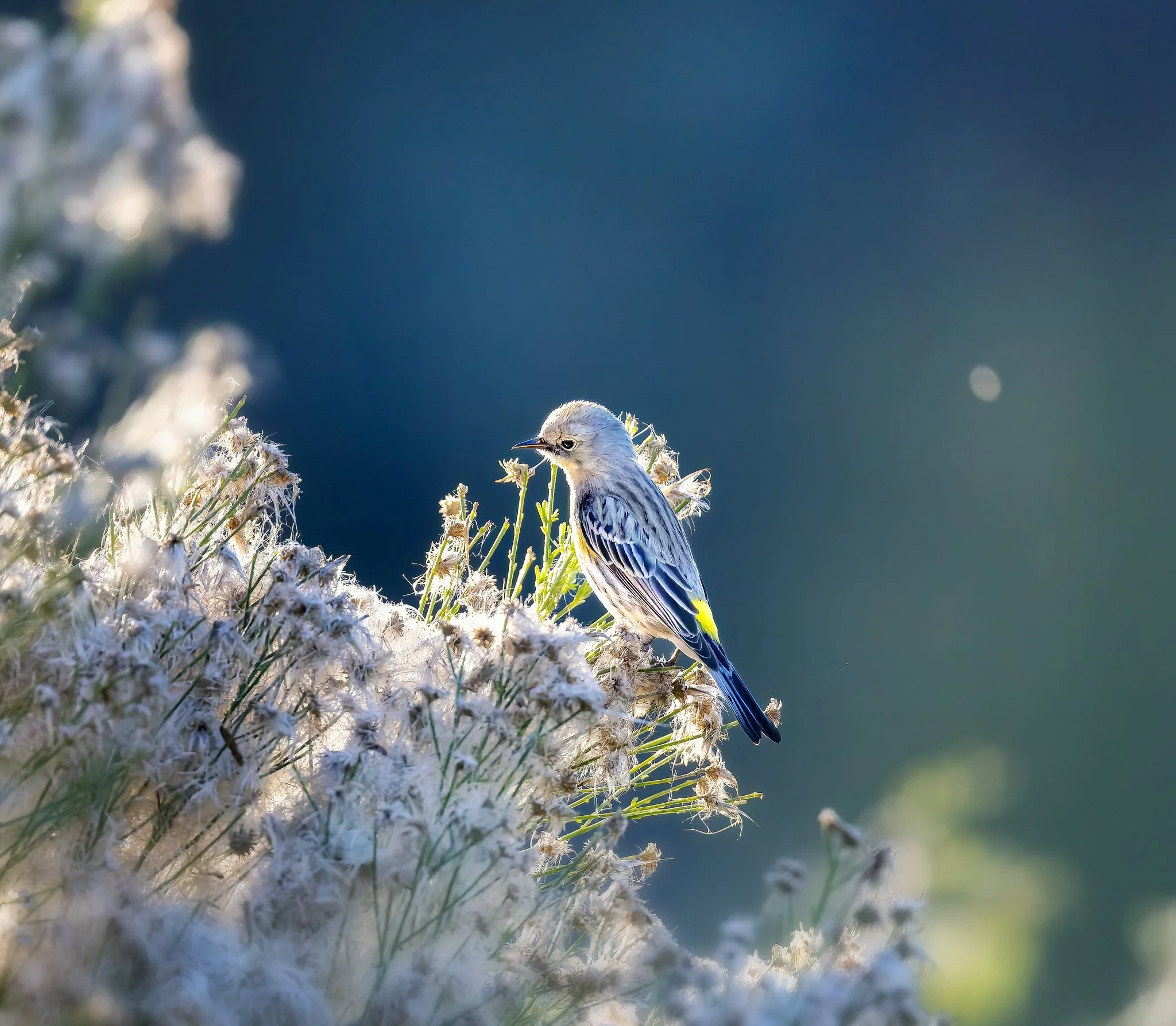 020A3070-DxO_DeepPRIME 3-Edit-Edit.jpg