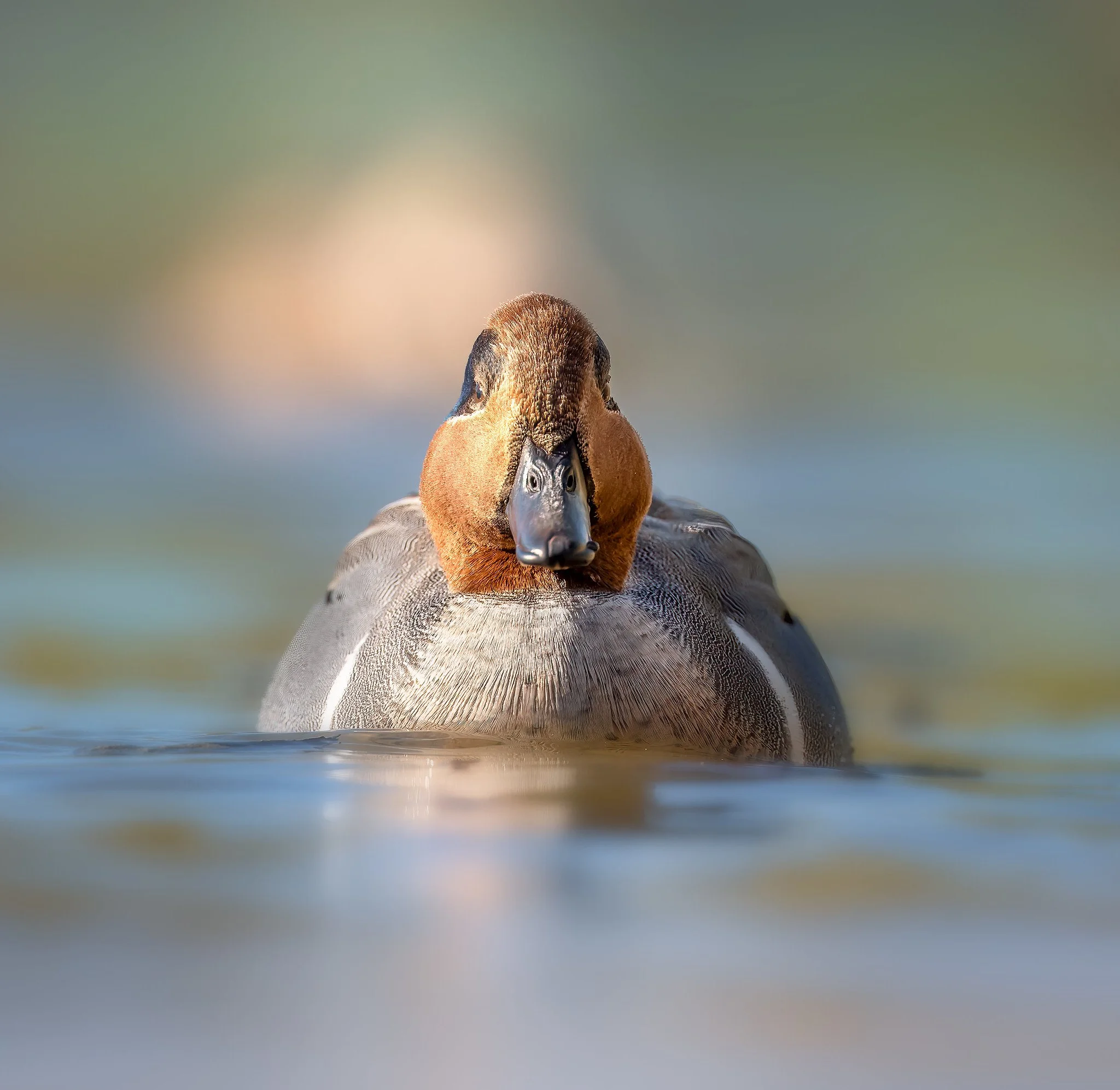 020A3486-DxO_DeepPRIME 3-Edit-Edit.jpg