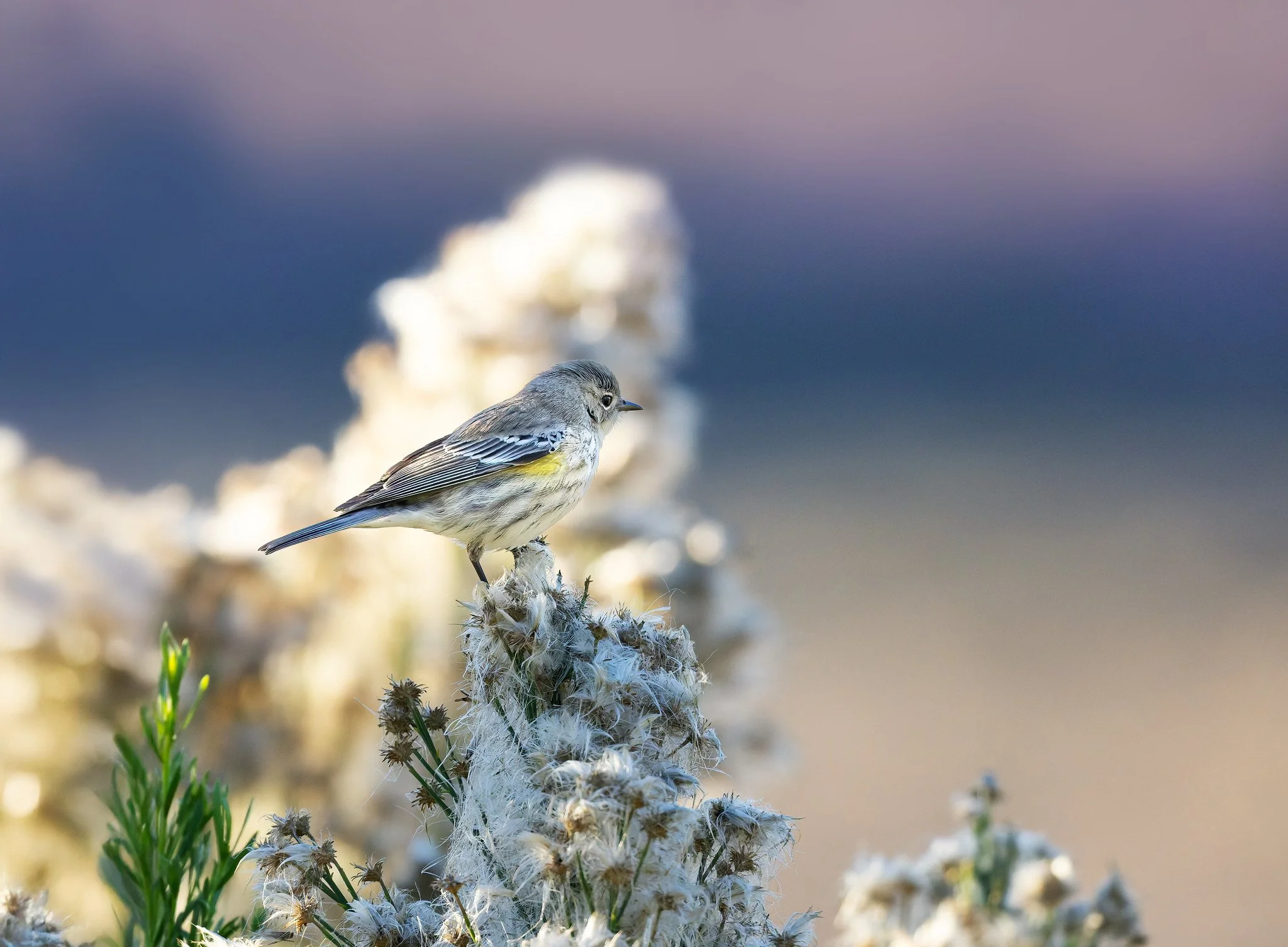 020A3206-DxO_DeepPRIME 3-Edit-Edit-Edit.jpg