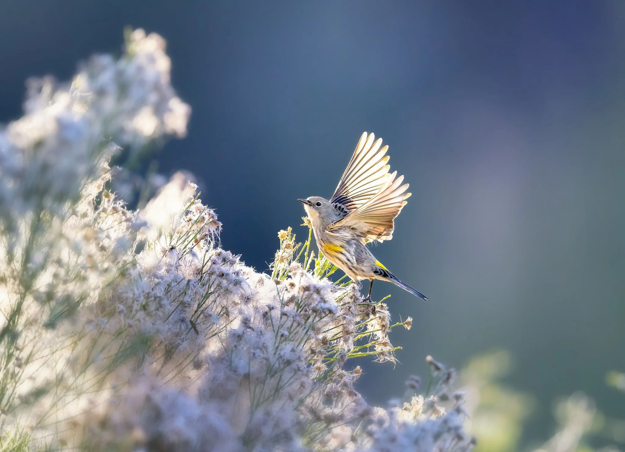 020A3077-DxO_DeepPRIME 3-Edit-Edit-Edit.jpg