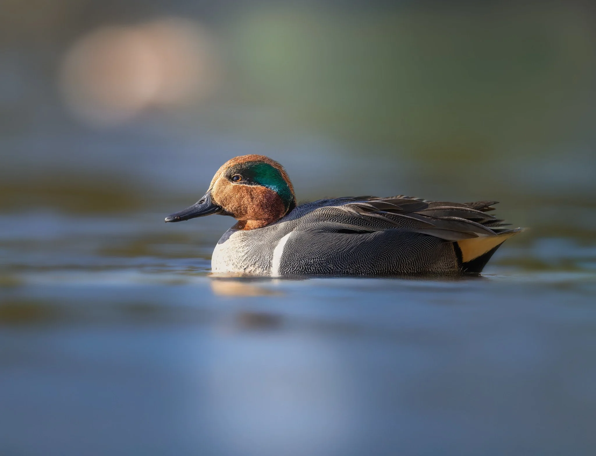 020A3496-DxO_DeepPRIME 3-Edit-Edit.jpg