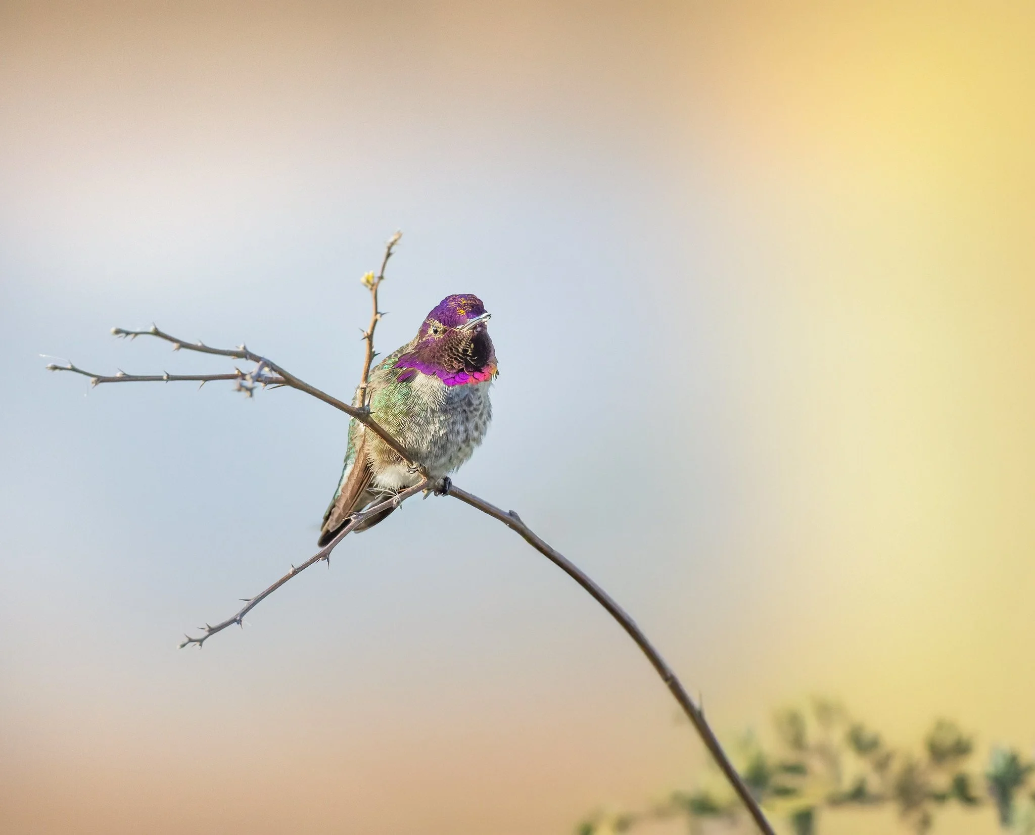 020A3029-DxO_DeepPRIME 3-Edit.jpg