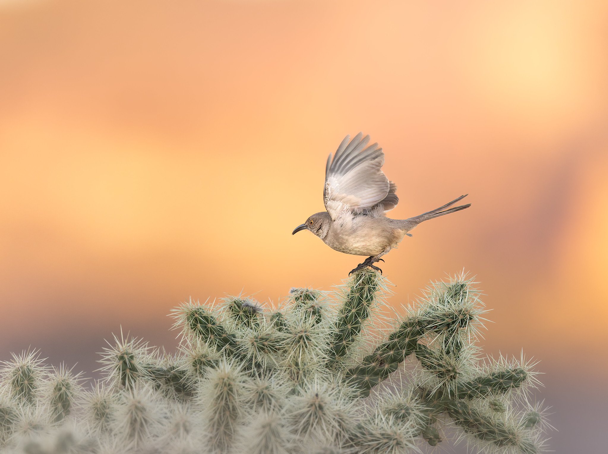 _P7A5167-DxO_DeepPRIME 3-Edit-Edit.jpg