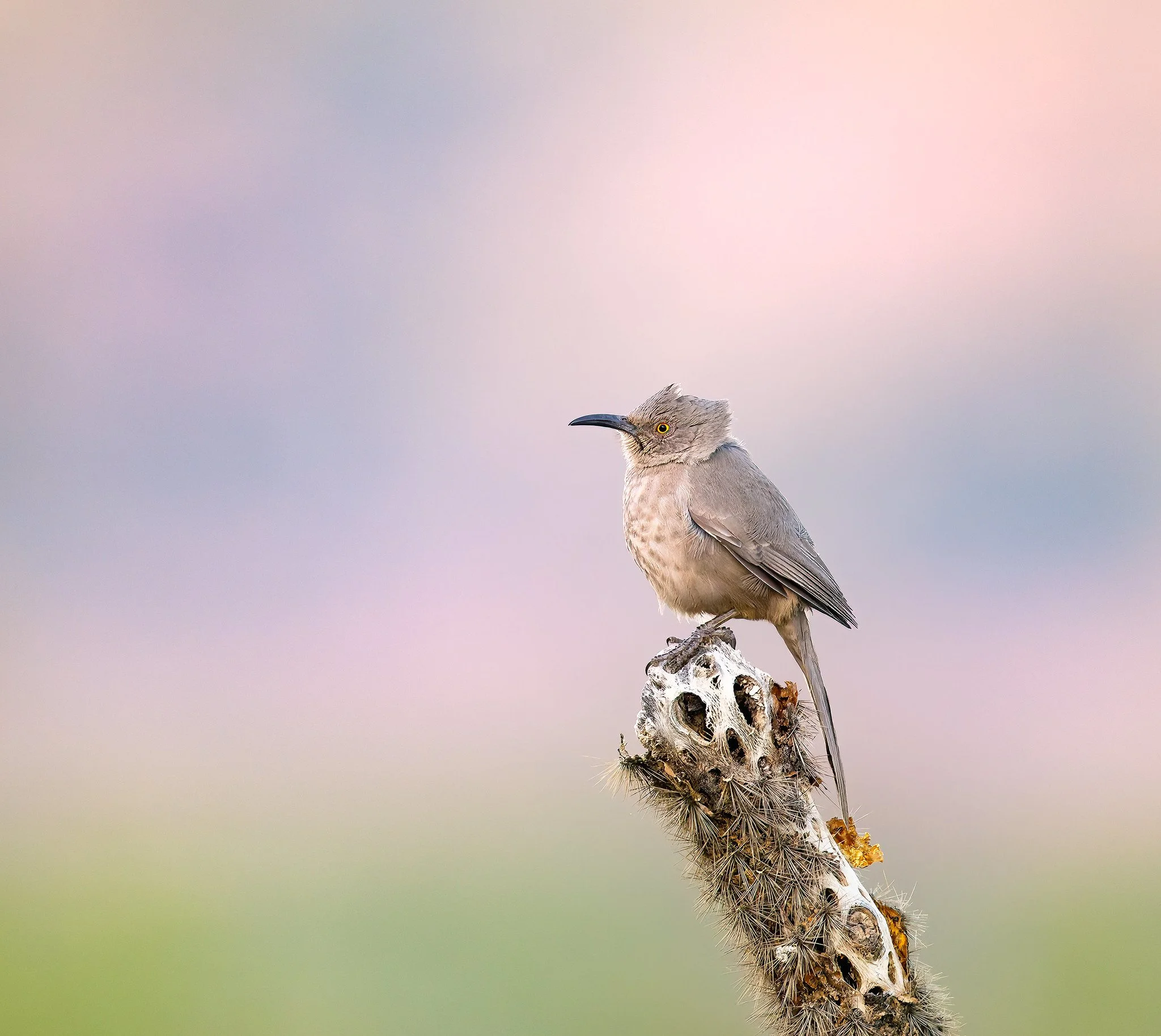 _P7A5602-DxO_DeepPRIME 3-Edit-Edit.jpg