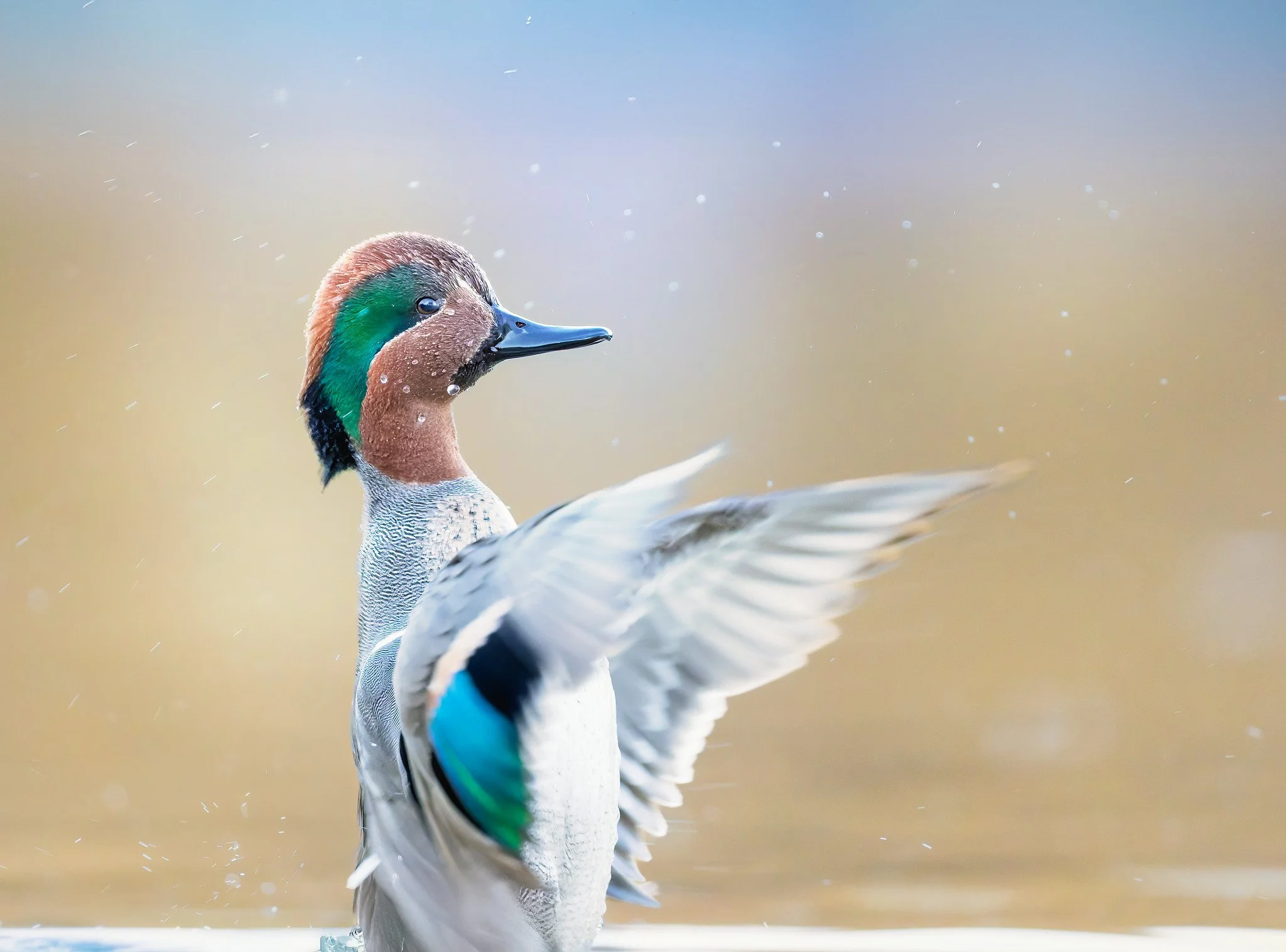 020A3884-DxO_DeepPRIME 3-Edit-Edit-Edit.jpg