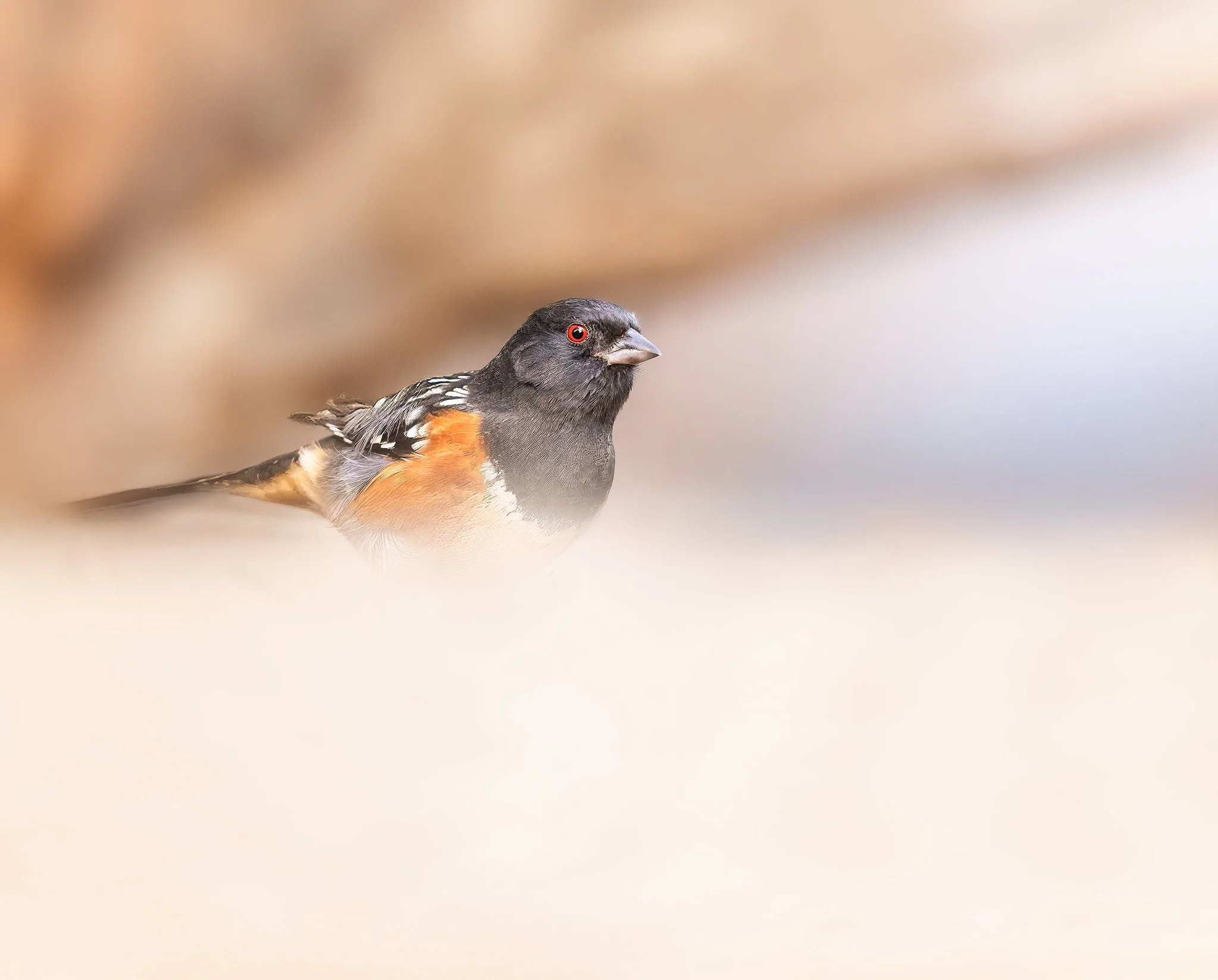 _P7A6087-DxO_DeepPRIME 3-Edit-Edit-Edit.jpg