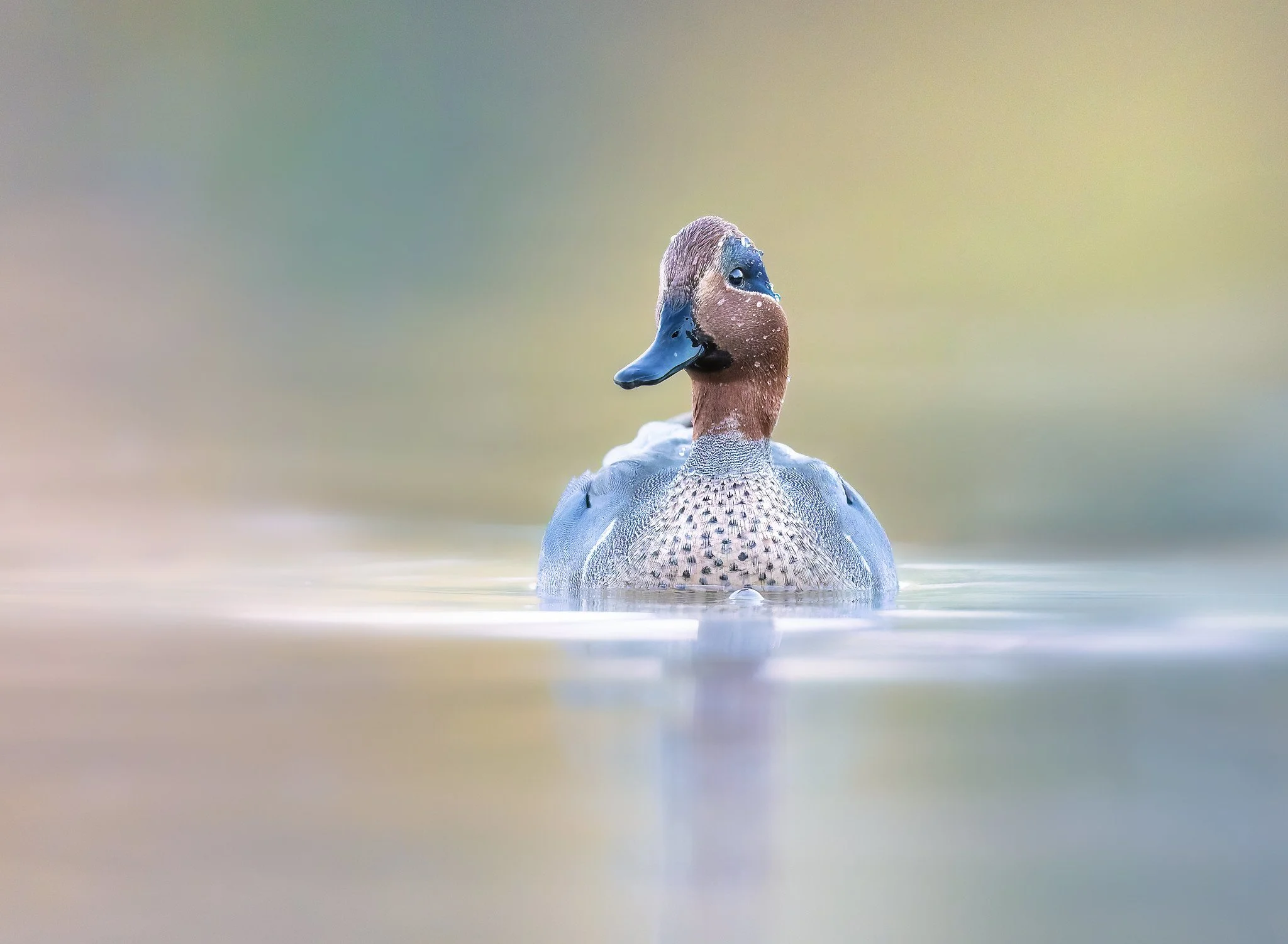 020A3749-DxO_DeepPRIME 3-Edit-Edit-Edit-Edit.jpg