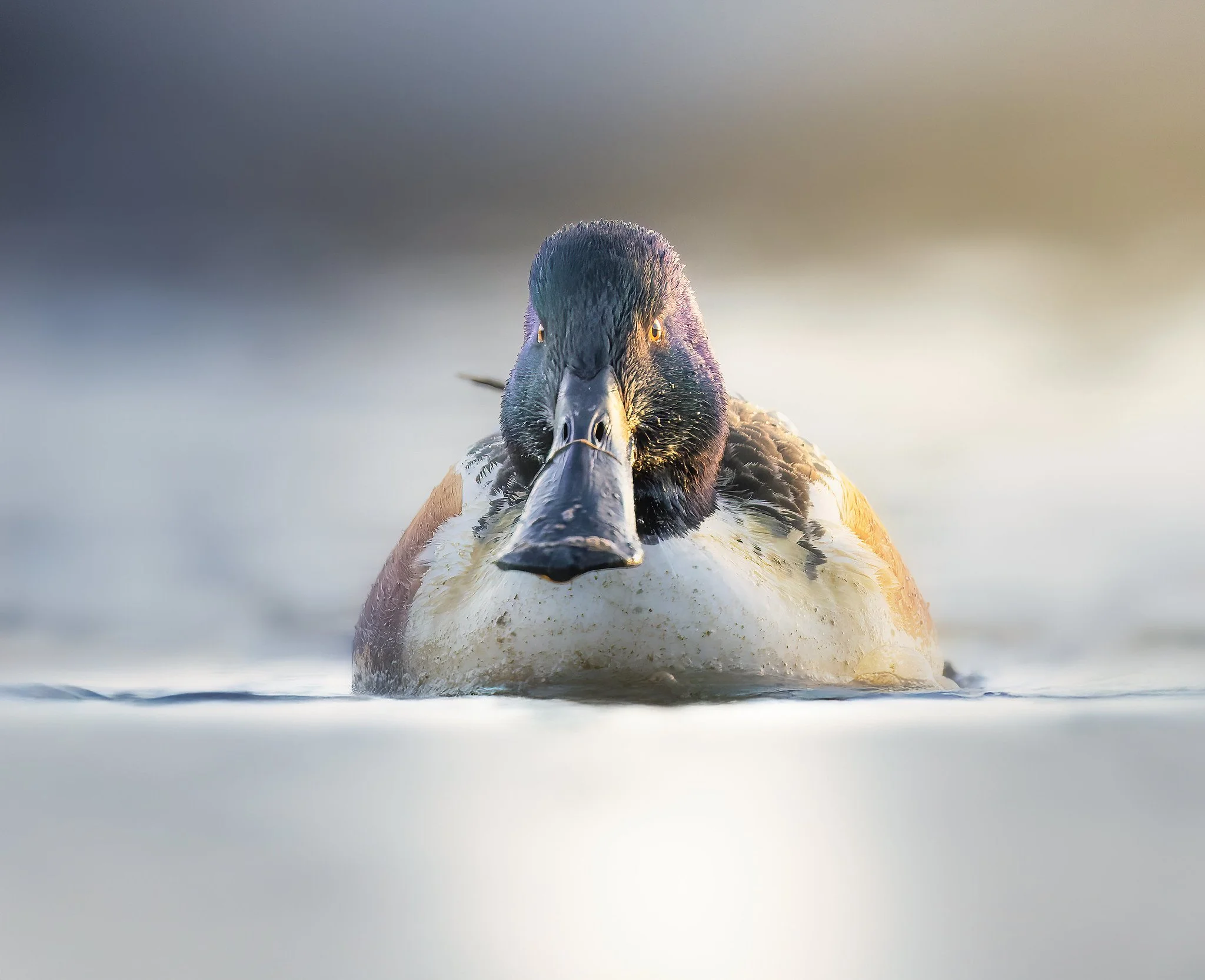 020A4129-DxO_DeepPRIME 3-Edit-Edit.jpg