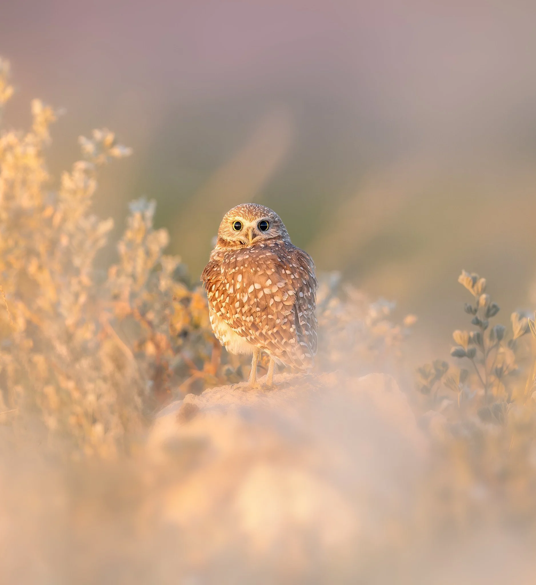 _P7A5881-DxO_DeepPRIME 3-Edit.jpg