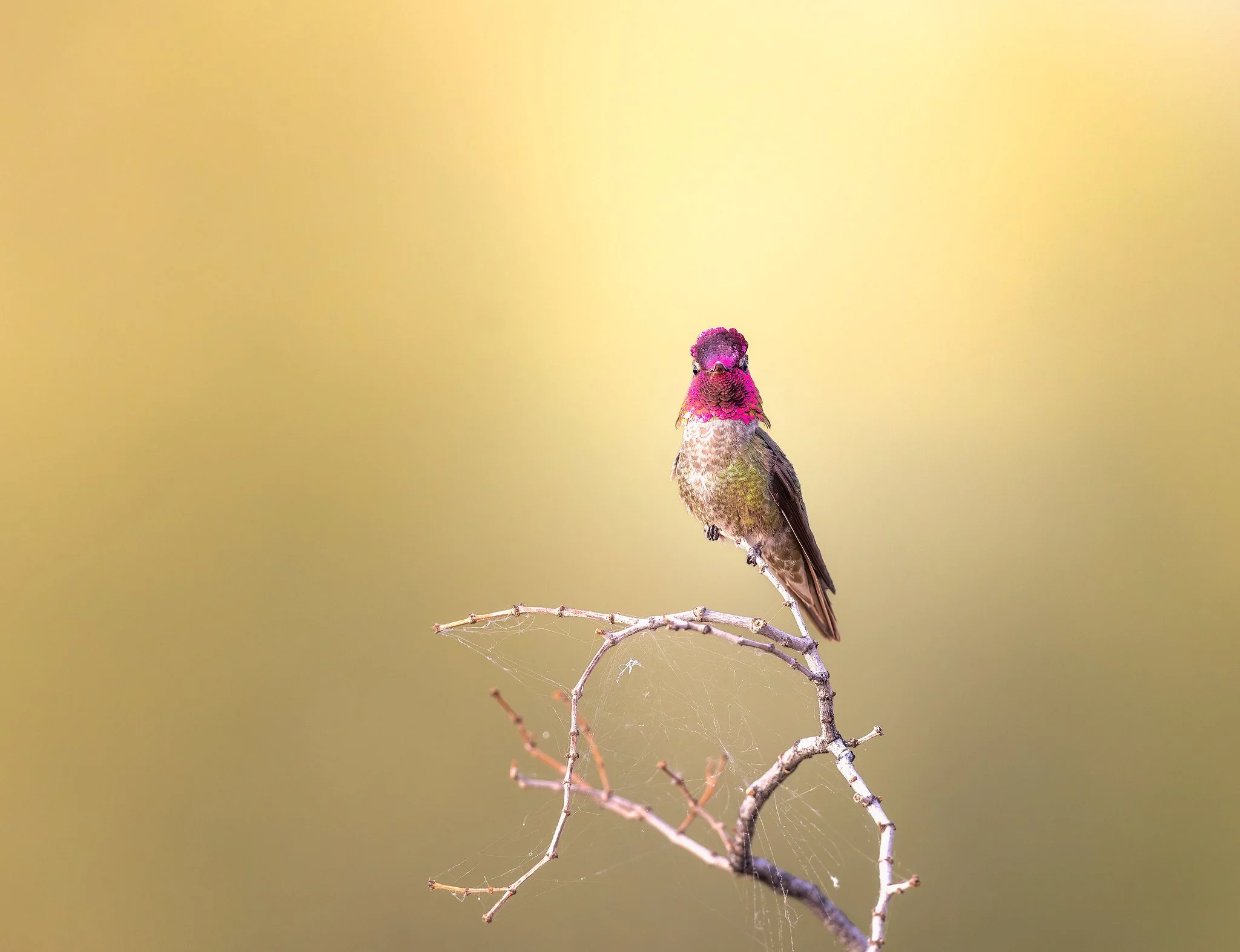 _P7A7576-DxO_DeepPRIME 3-Edit-Edit-Edit.jpg