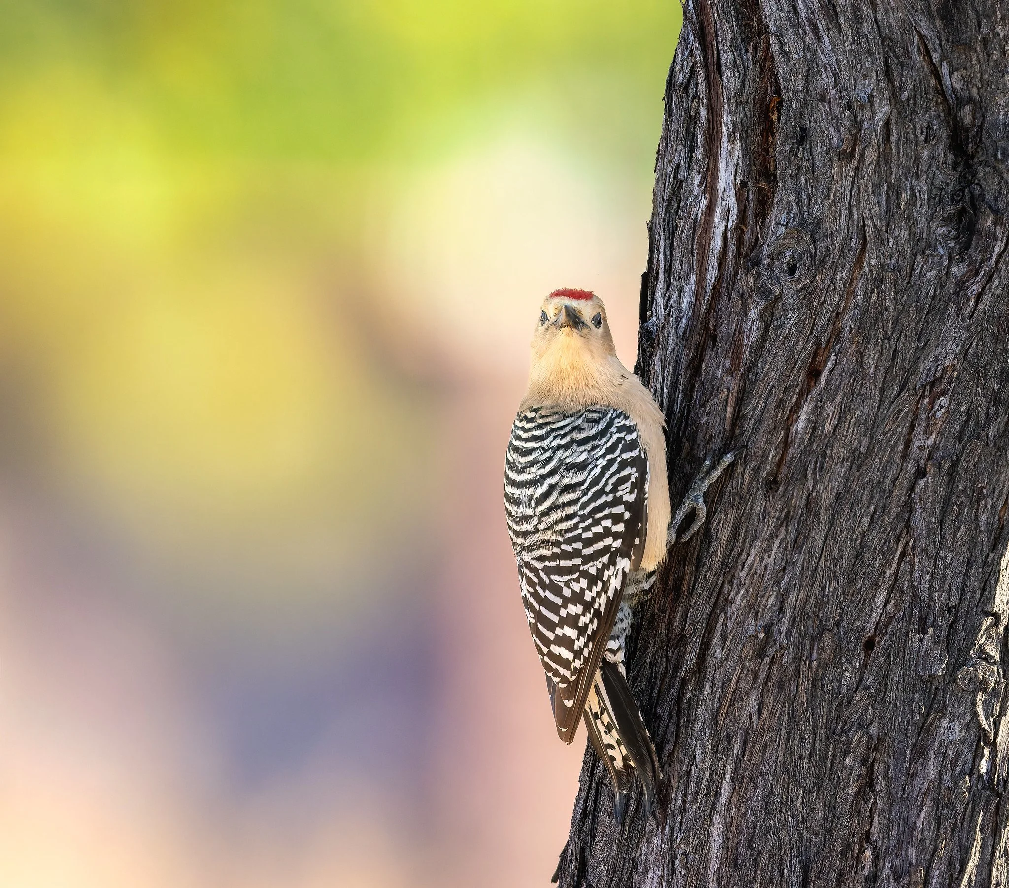 020A8145-DxO_DeepPRIME 3-Edit-Edit.jpg