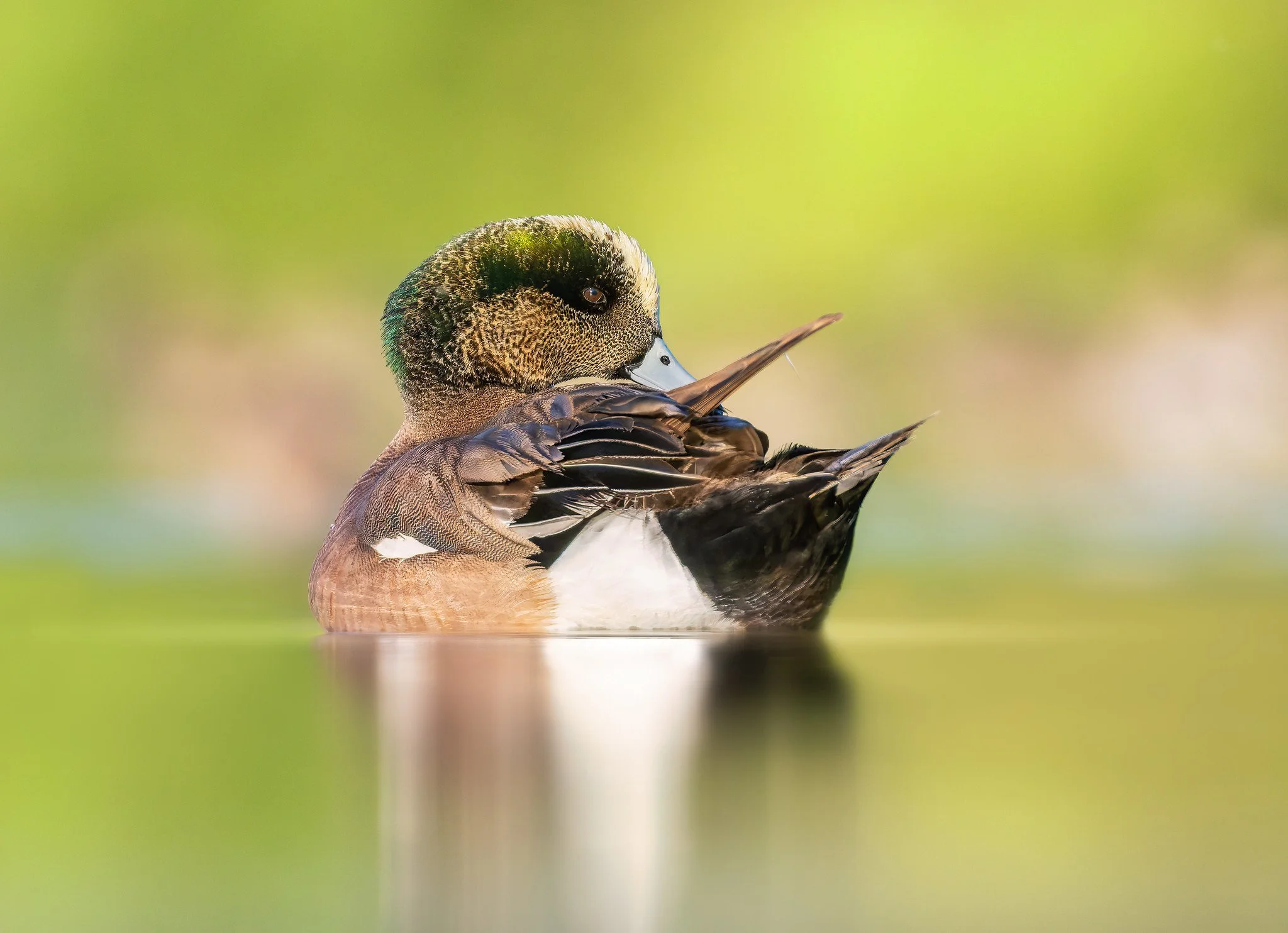 020A7996-DxO_DeepPRIME 3-Edit-Edit.jpg