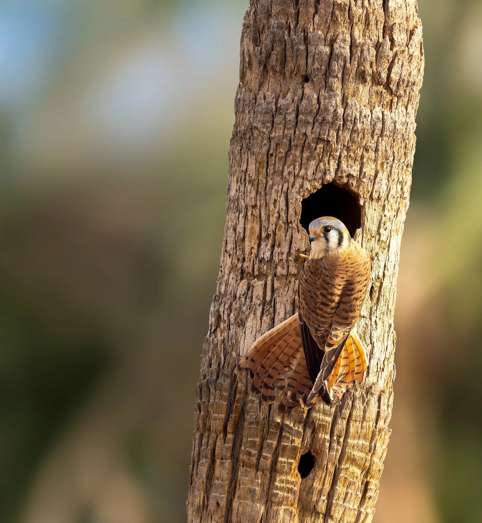 _P7A7752-DxO_DeepPRIME 3-Edit-Edit.jpg