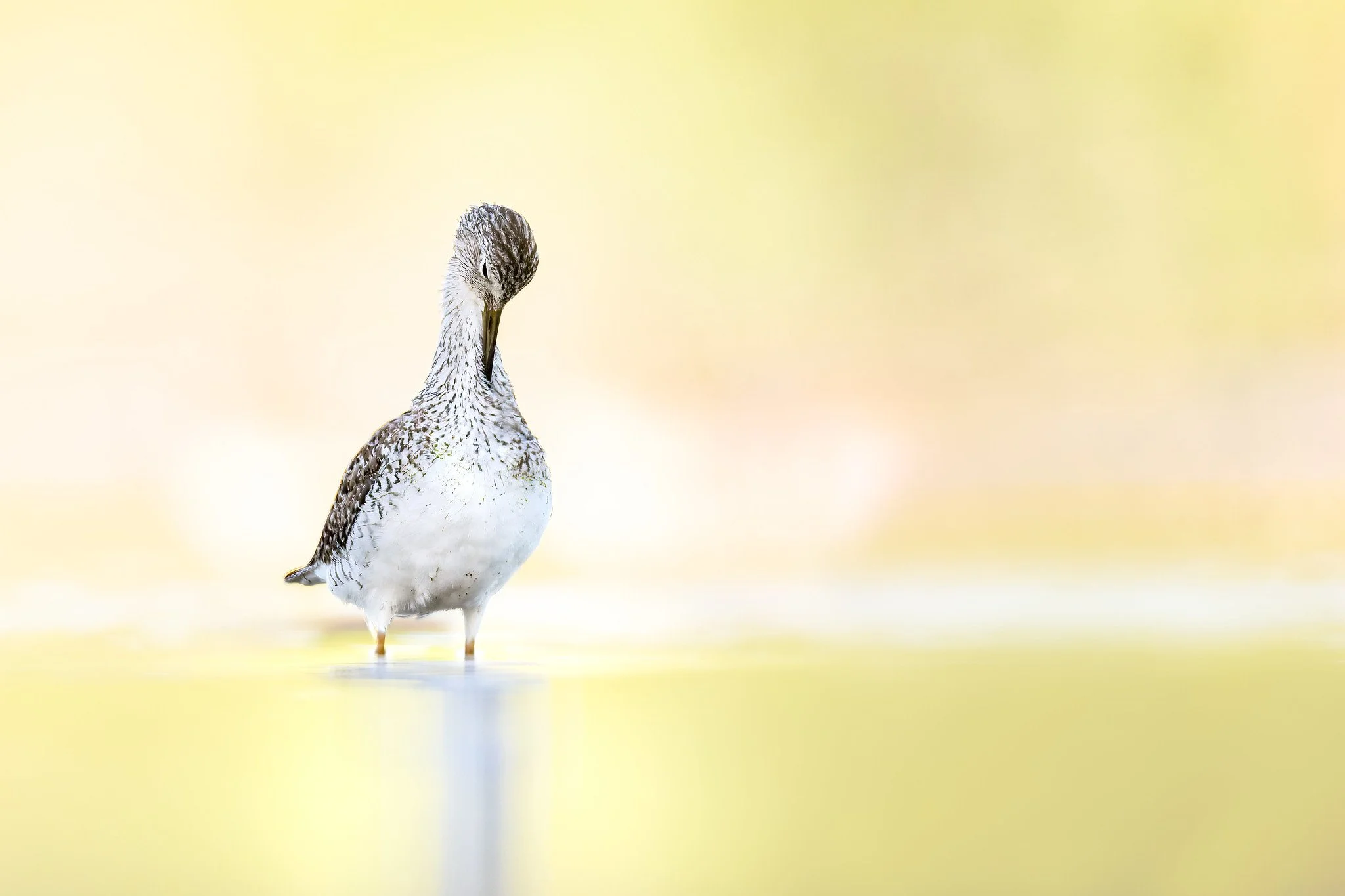 020A6545-DxO_DeepPRIME 3-Edit.jpg