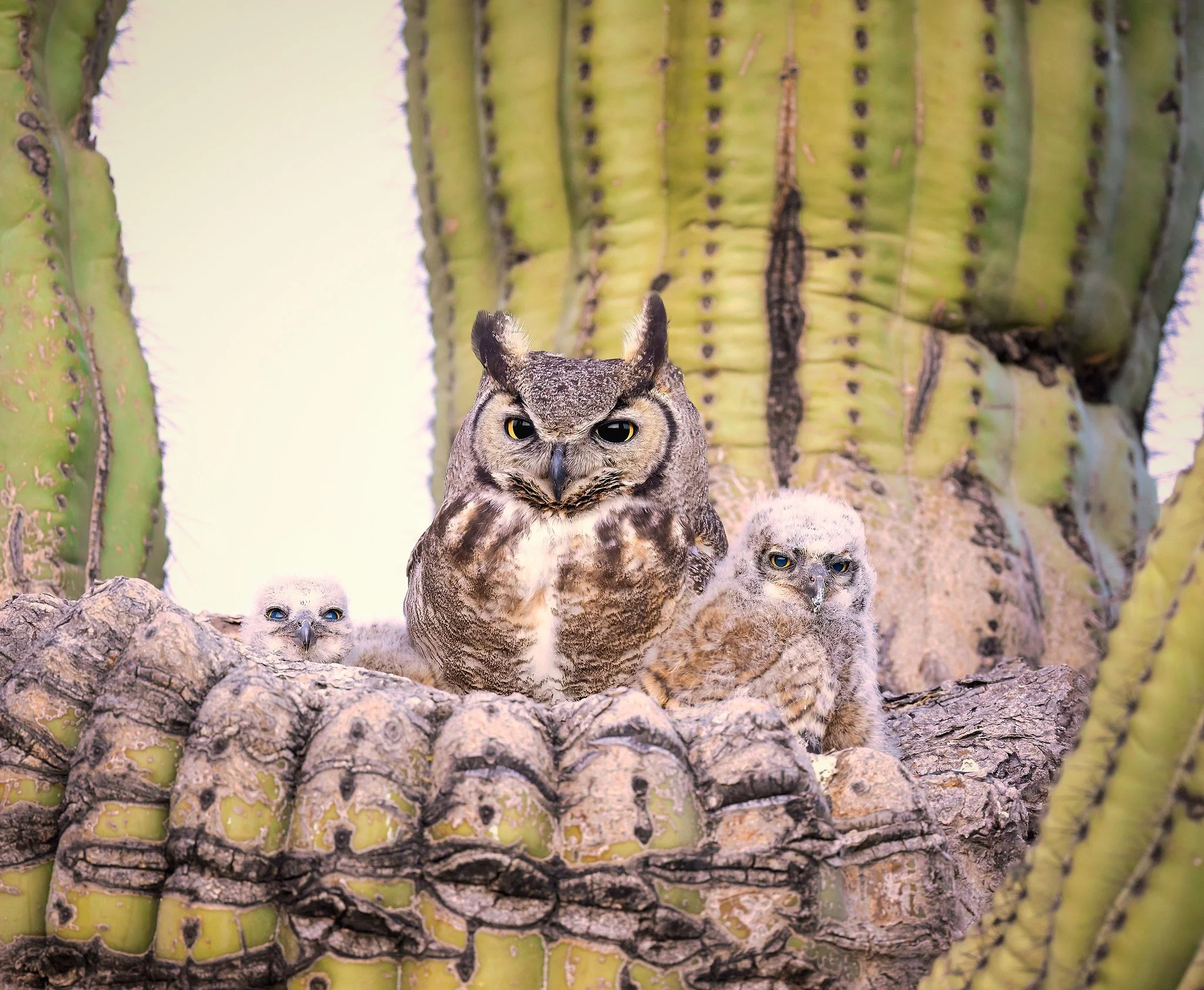 _P7A7170-DxO_DeepPRIME 3-Edit-Edit-Edit-Edit.jpg