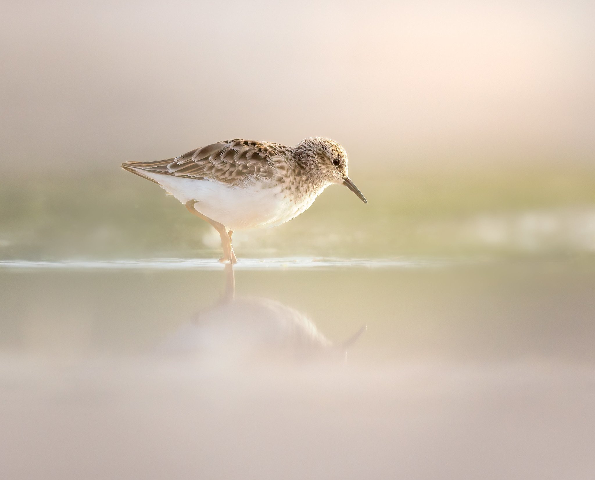 020A3263-DxO_DeepPRIME 3-Edit-Edit.jpg