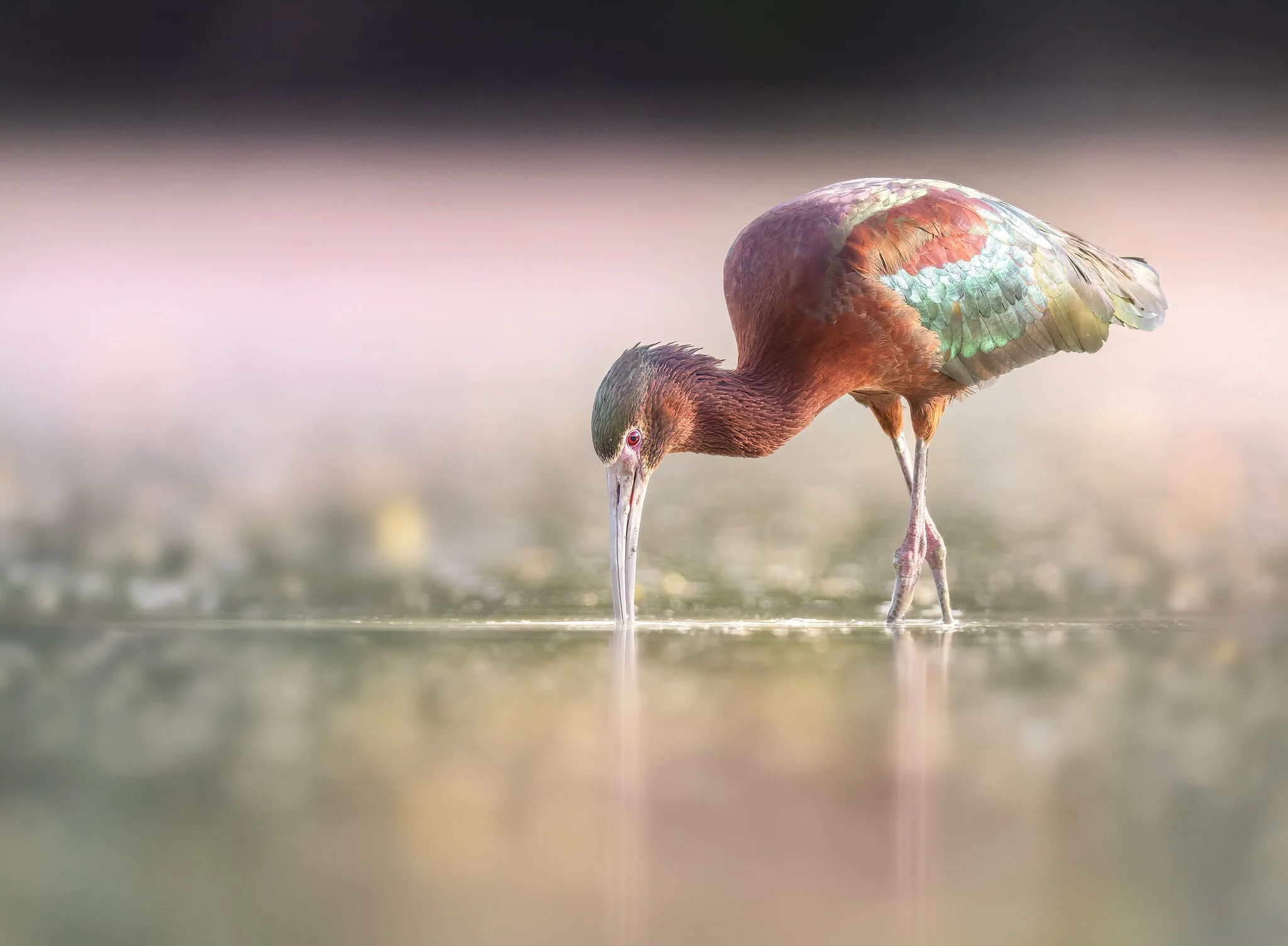 020A4910-DxO_DeepPRIME 3-Edit-Edit.jpg