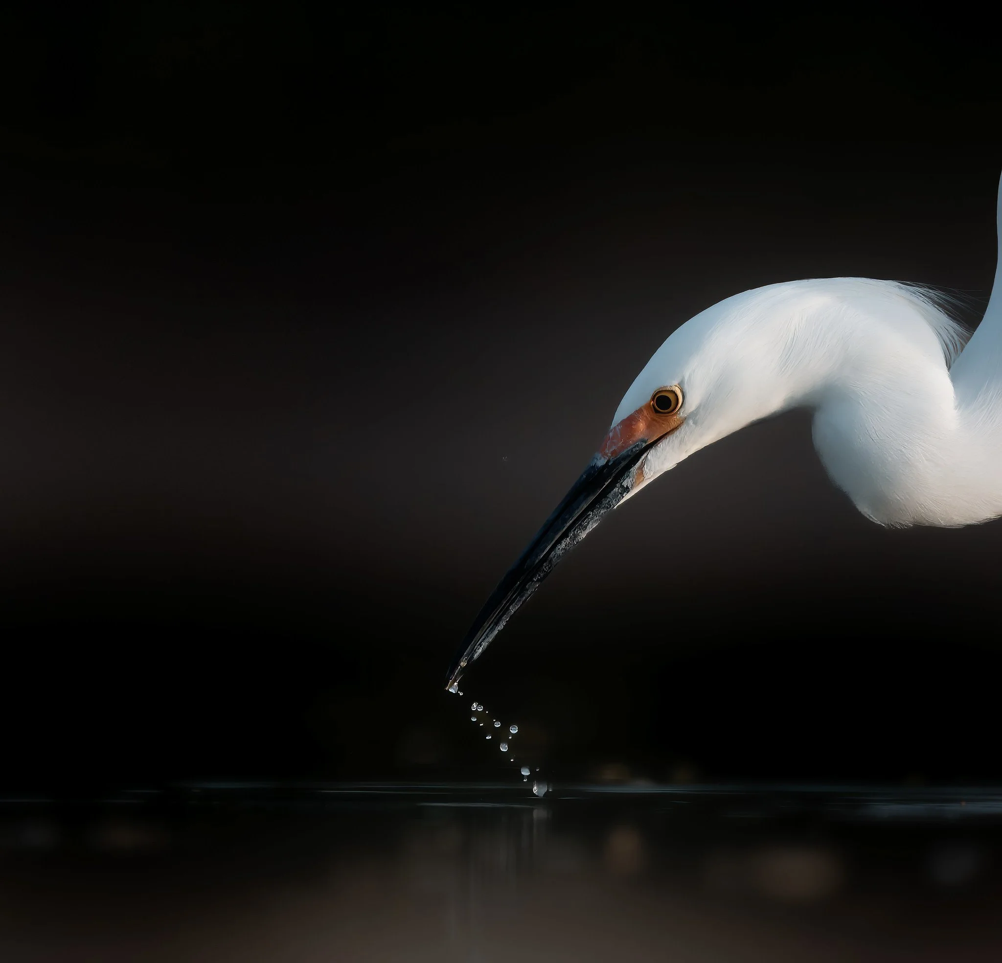 020A2241-DxO_DeepPRIME 3-Edit-Edit.jpg