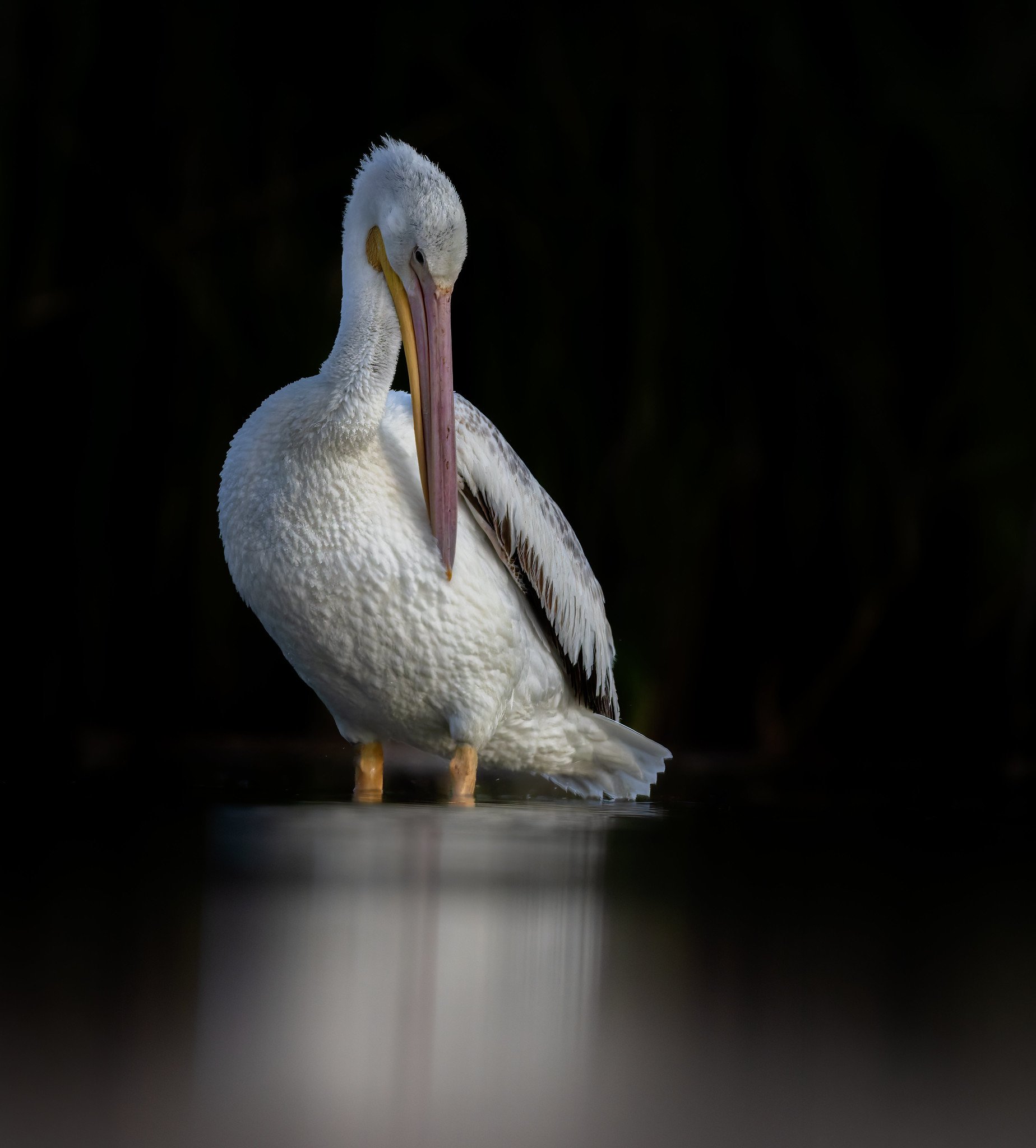 020A1561-DxO_DeepPRIME 3-Edit.jpg