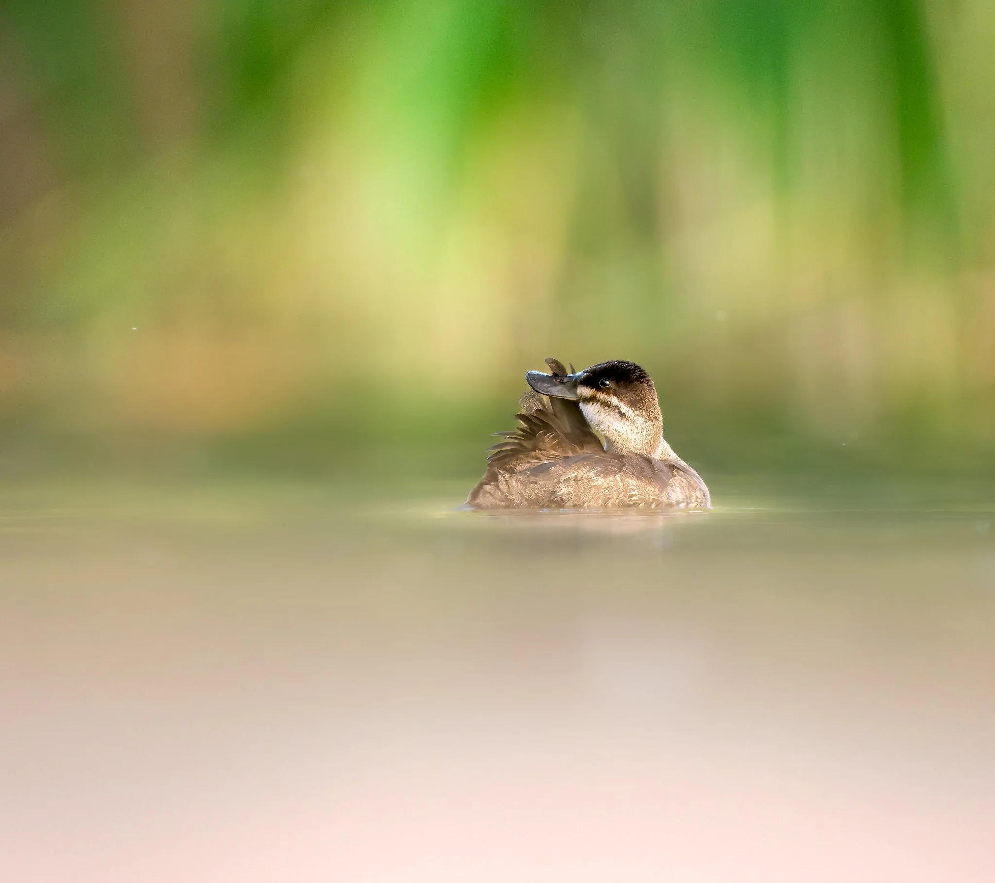 020A2060-DxO_DeepPRIME 3-Edit-Edit.jpg