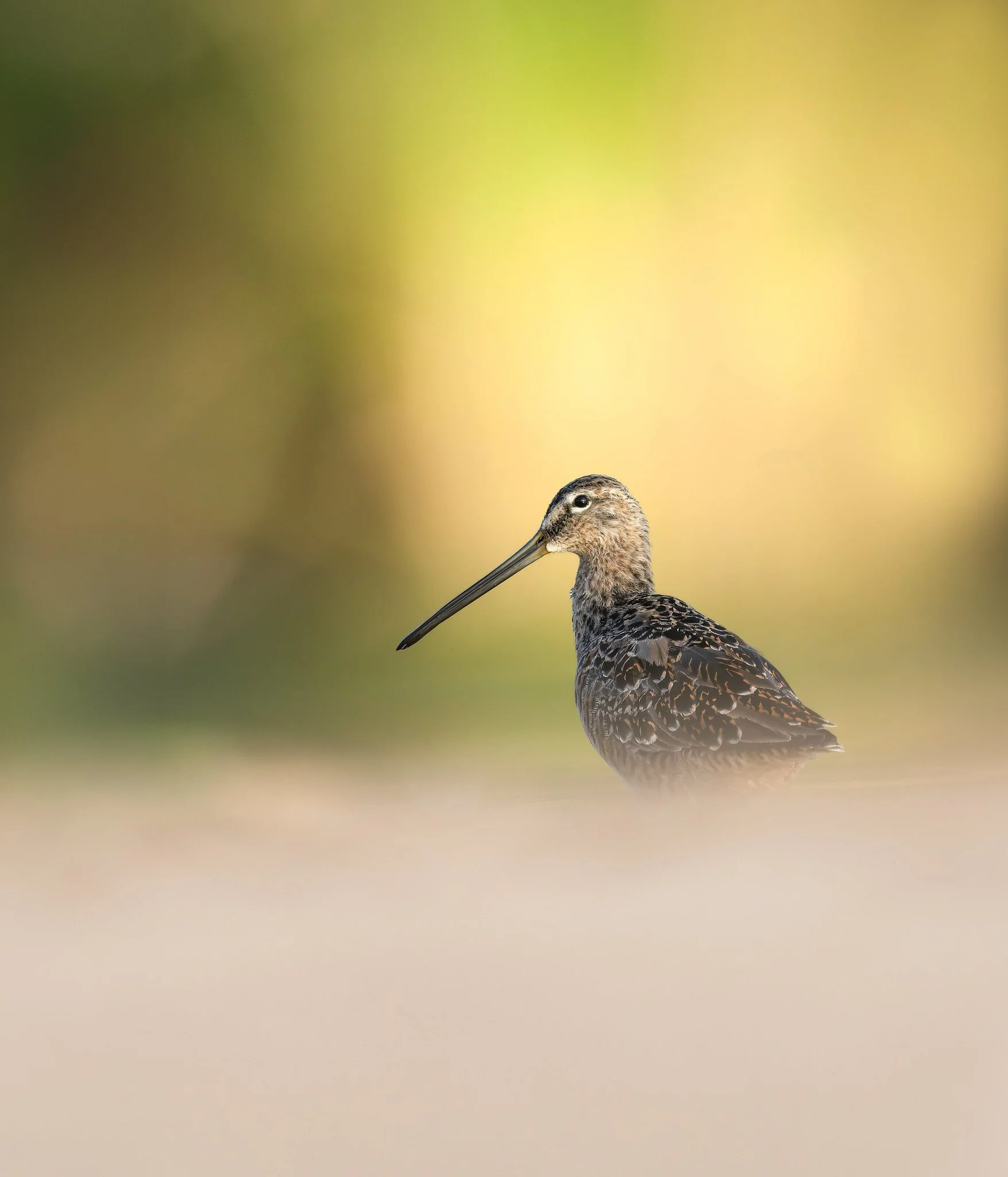 020A2618-DxO_DeepPRIME 3-Edit-Edit.jpg