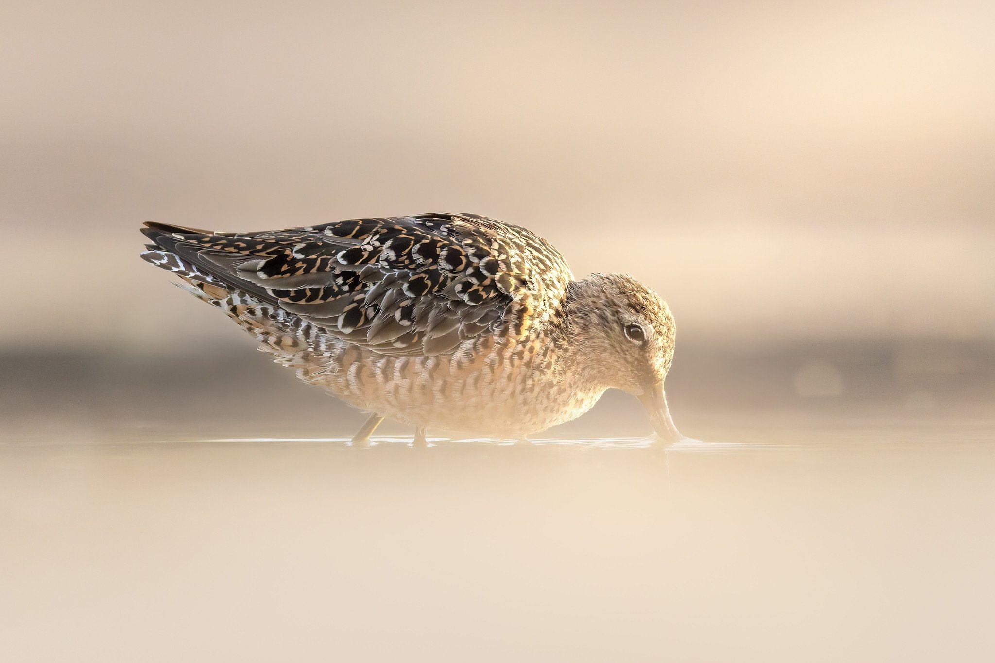 020A3638-DxO_DeepPRIME 3-Edit-Edit.jpg