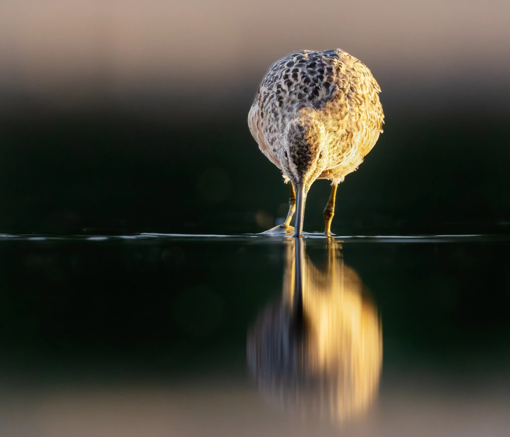 020A0211-DxO_DeepPRIME 3-Edit-Edit.jpg