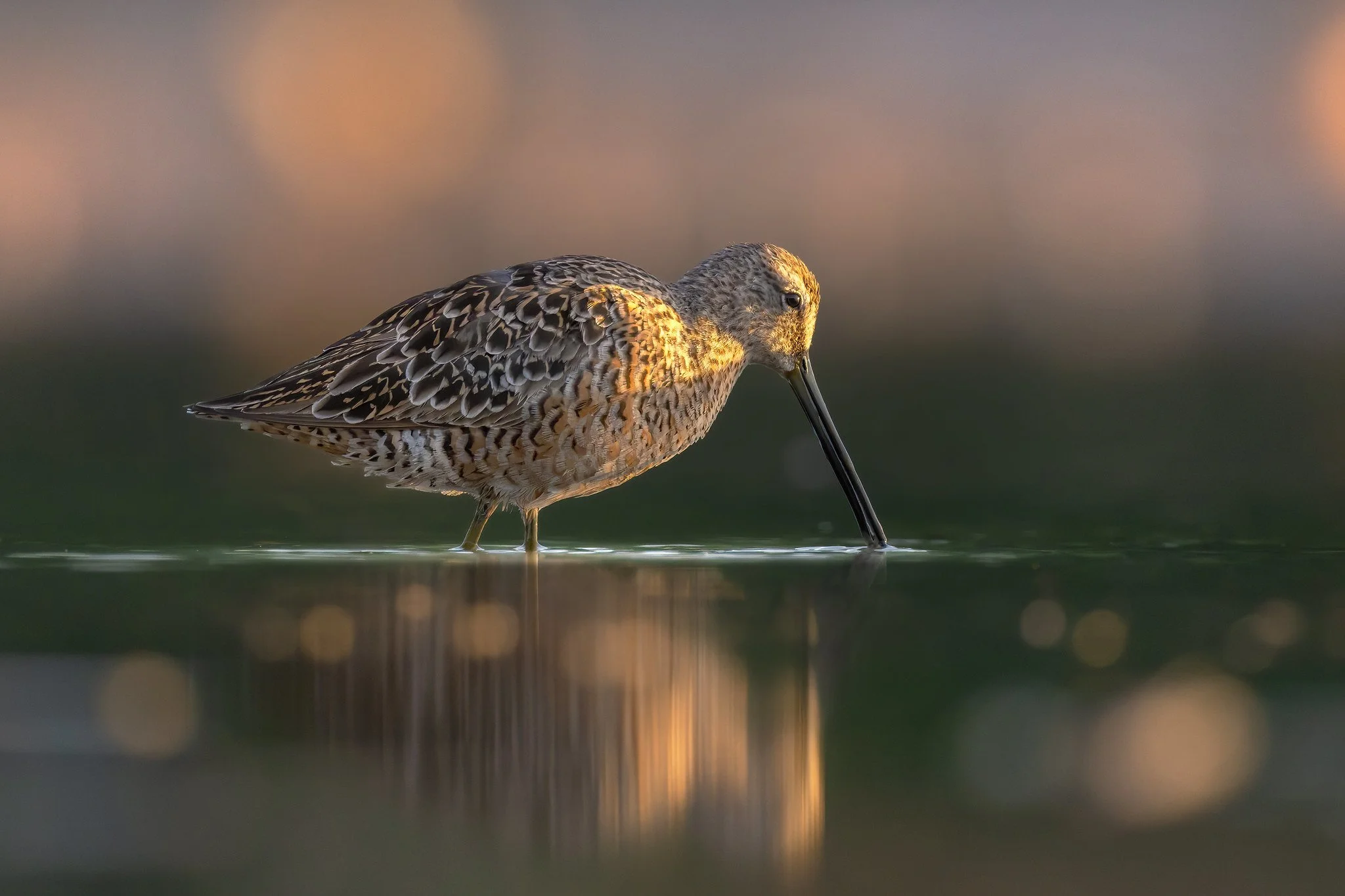 020A0104-DxO_DeepPRIME 3-Edit-Edit.jpg