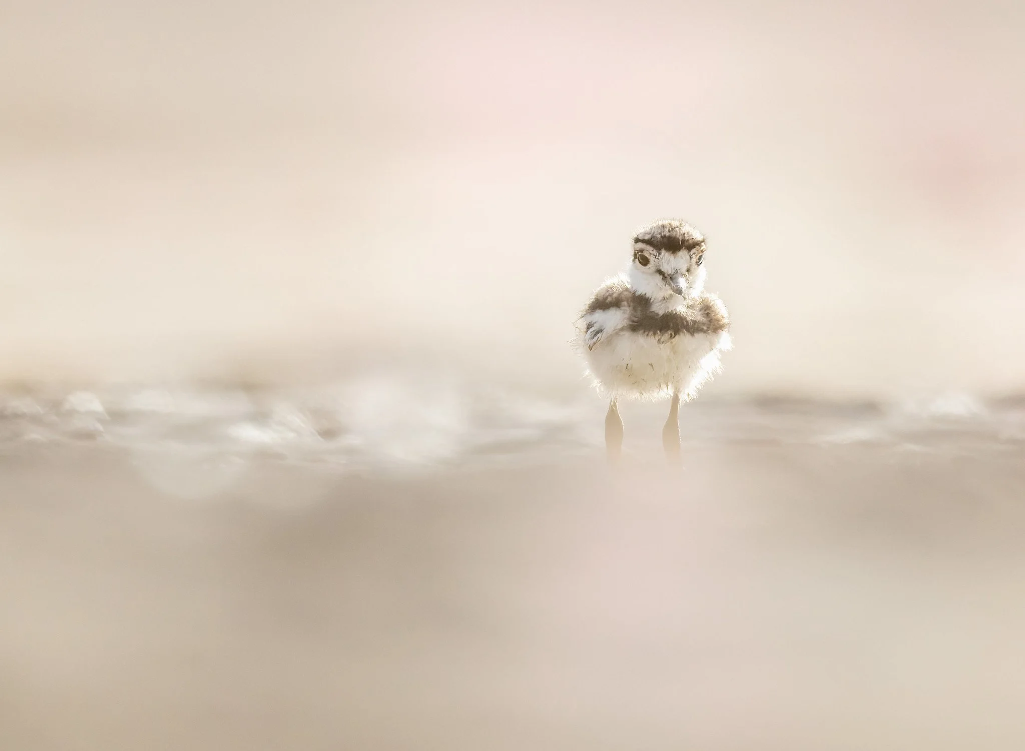 020A4315-DxO_DeepPRIME 3-Edit-Edit-Edit.jpg