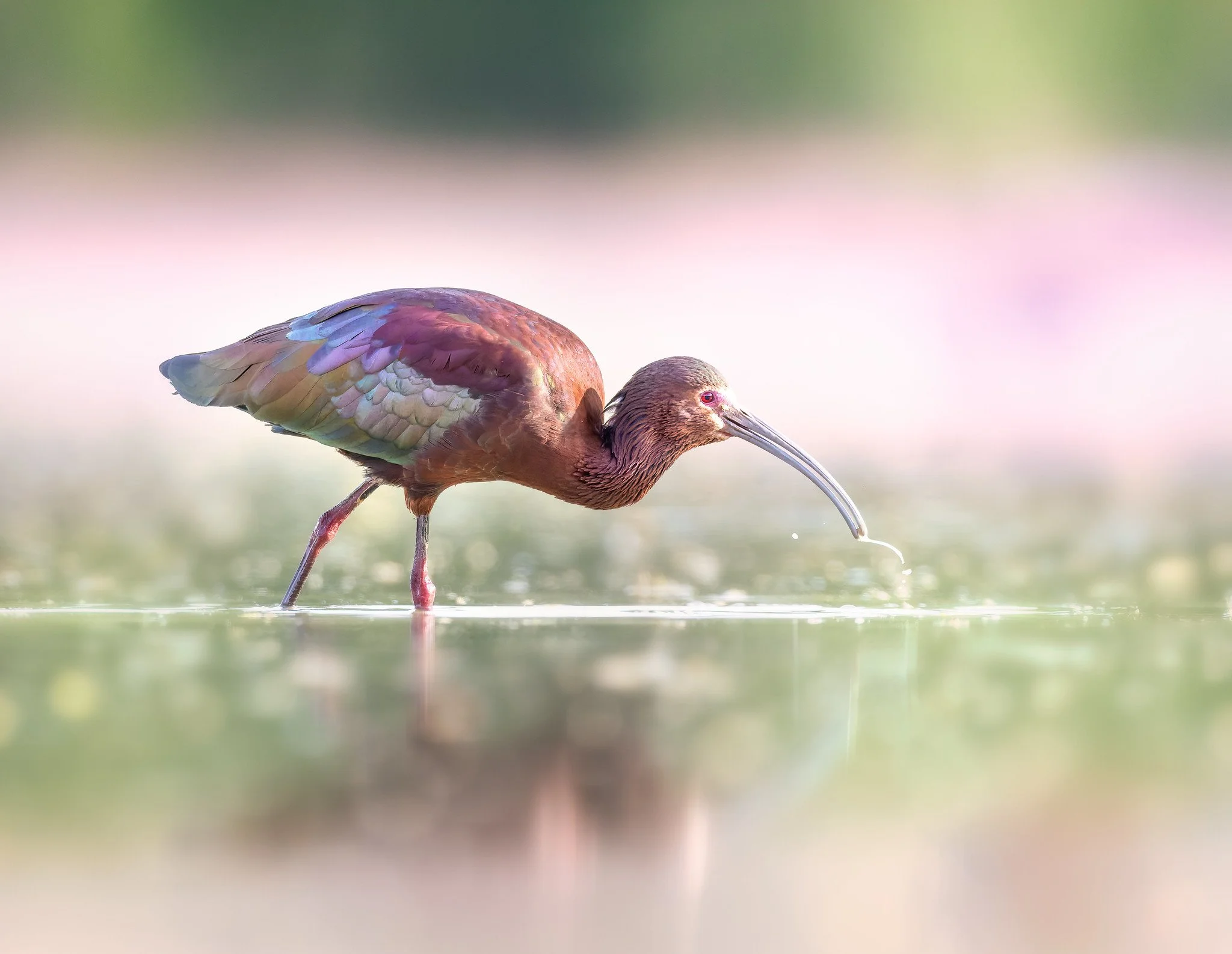 020A5212-DxO_DeepPRIME 3-Edit-Edit.jpg