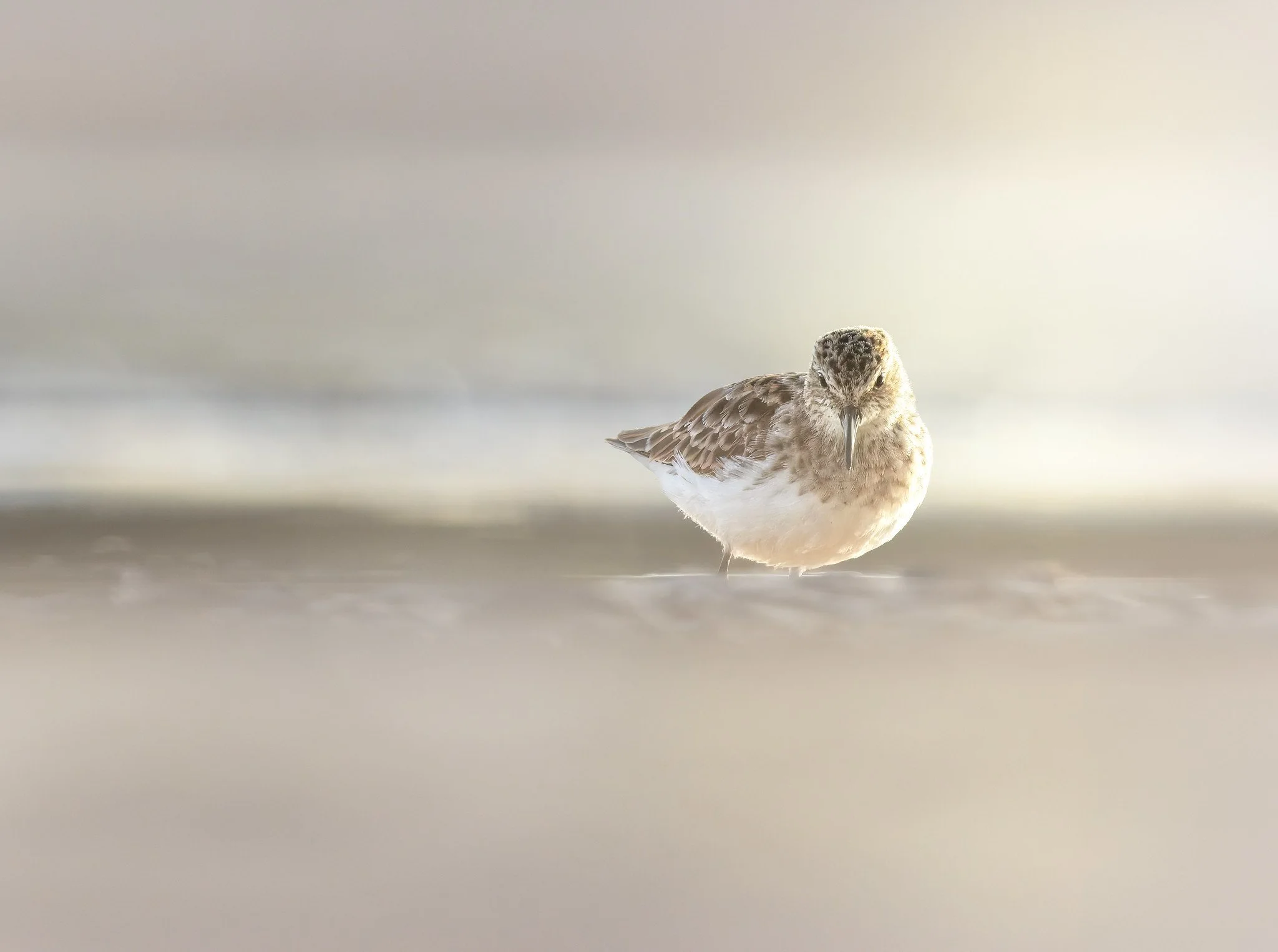 020A3511-DxO_DeepPRIME 3-Edit.jpg