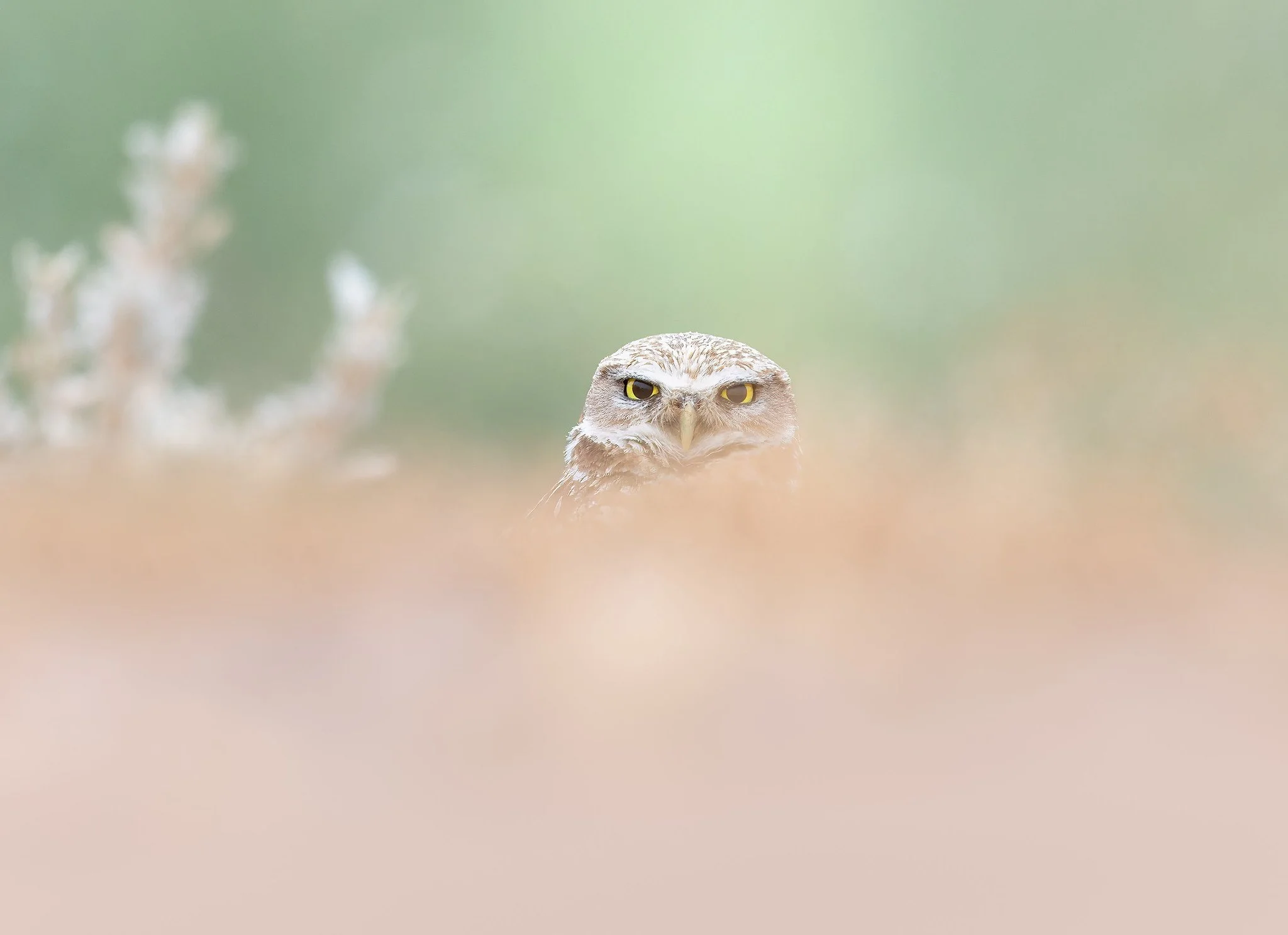 _P7A8297-021-Edit.jpg