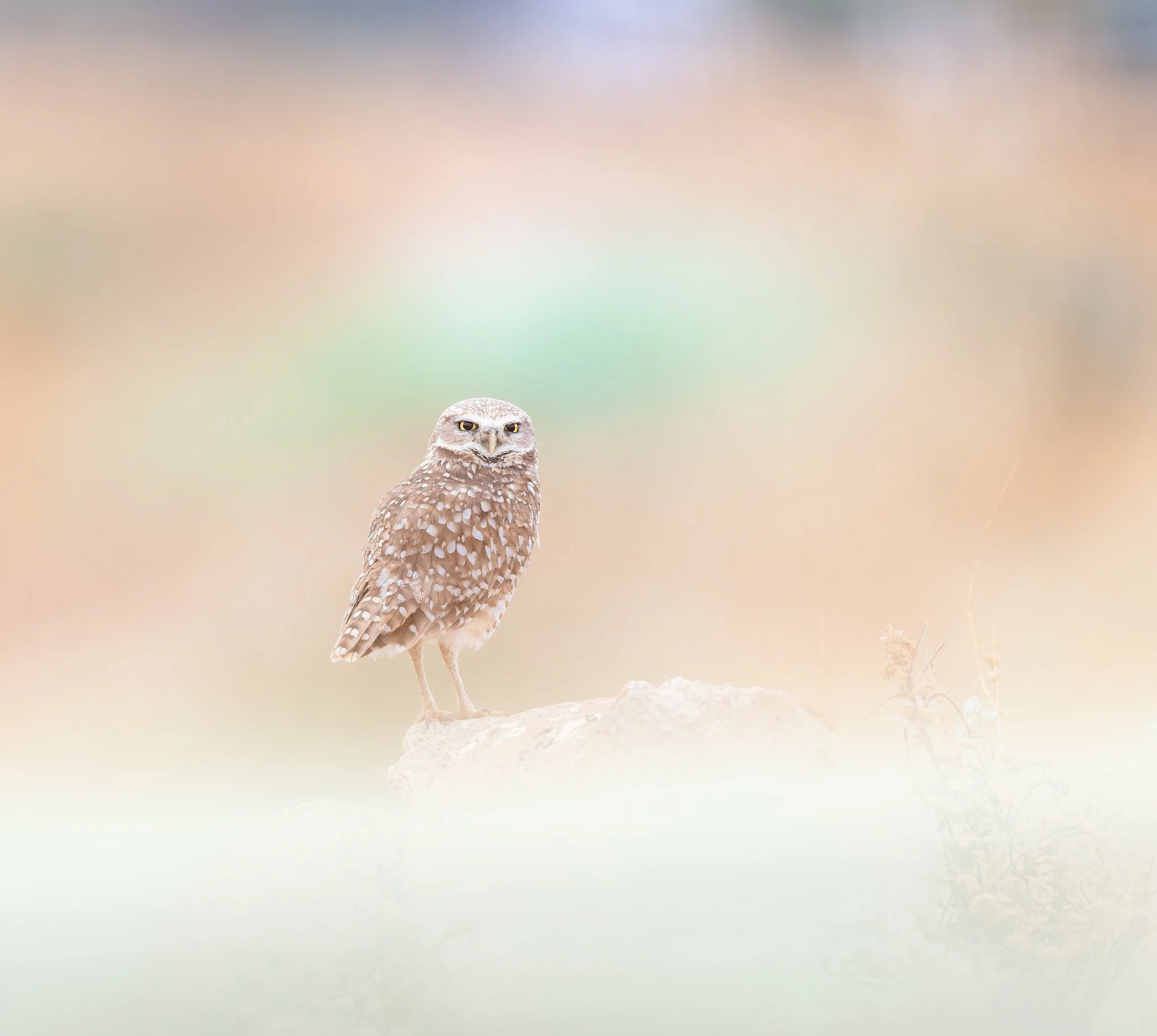 _P7A8569-032-Edit-Edit.jpg